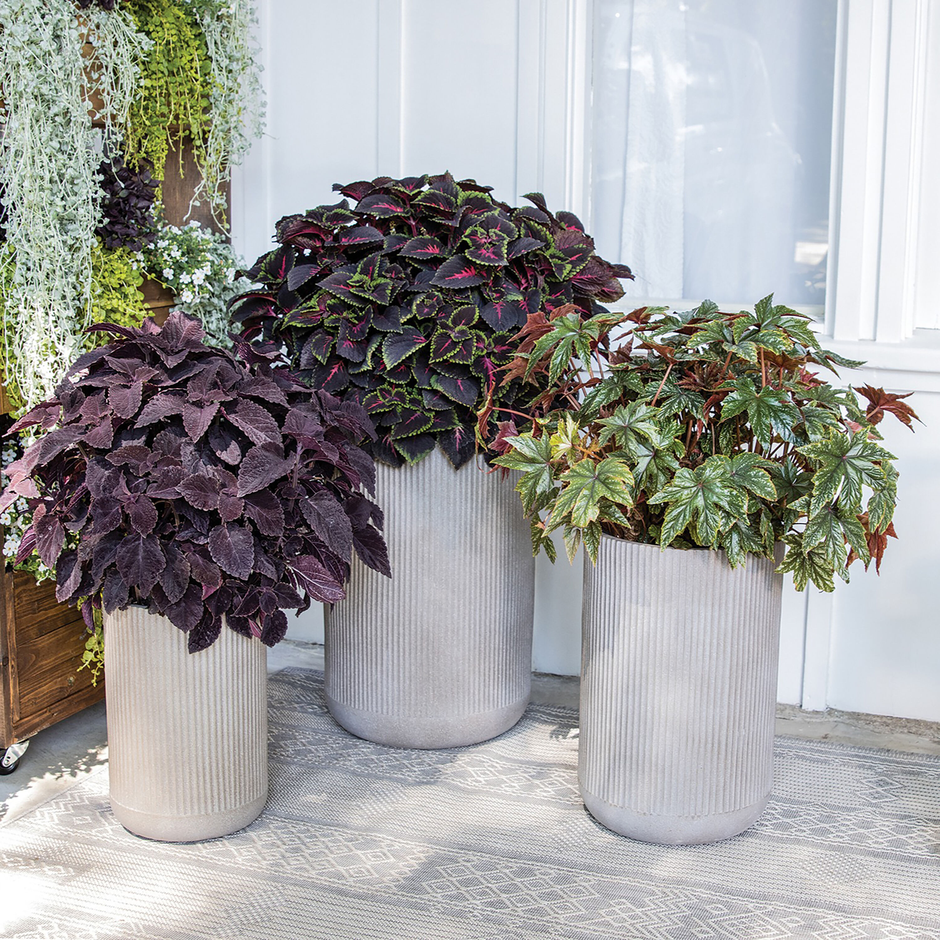 Proven Winners COLPRW1467504 annuals - View #4