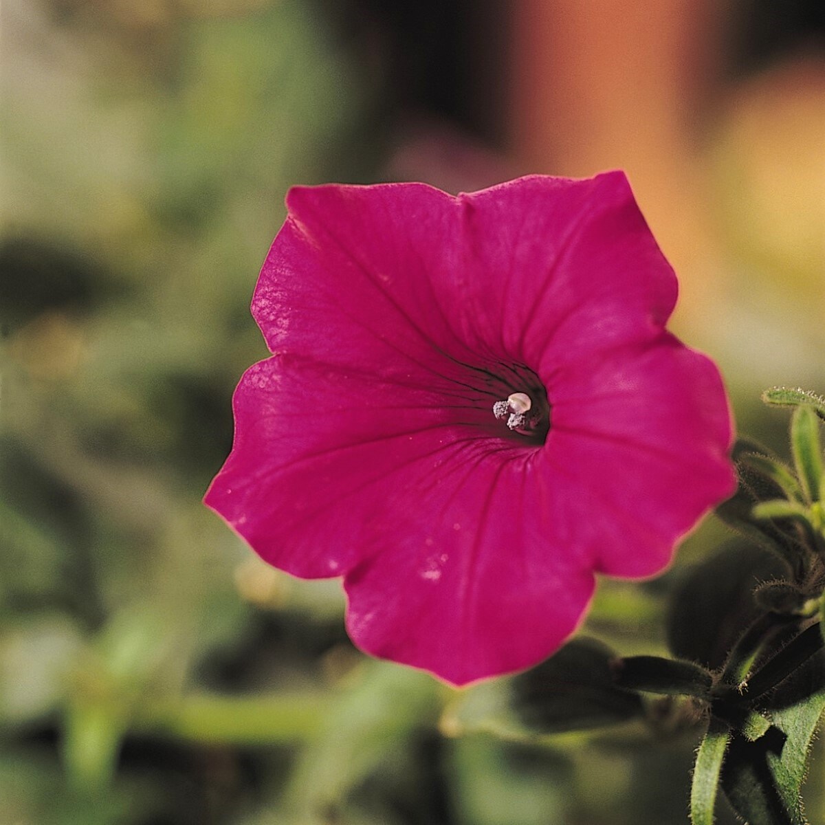 Lowe's 3QTPETBWV annuals - View #2