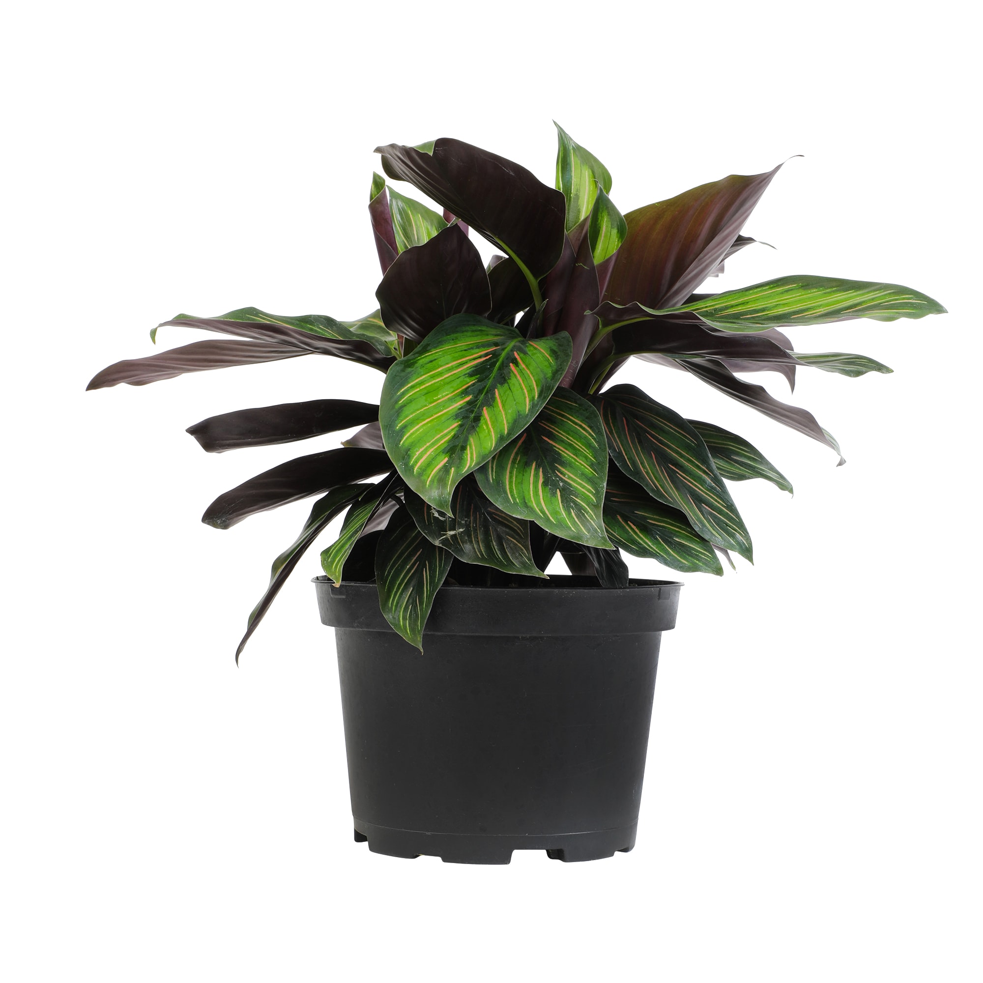 Calathea Ornata Pinstripe Plant in Black Plastic Pot
