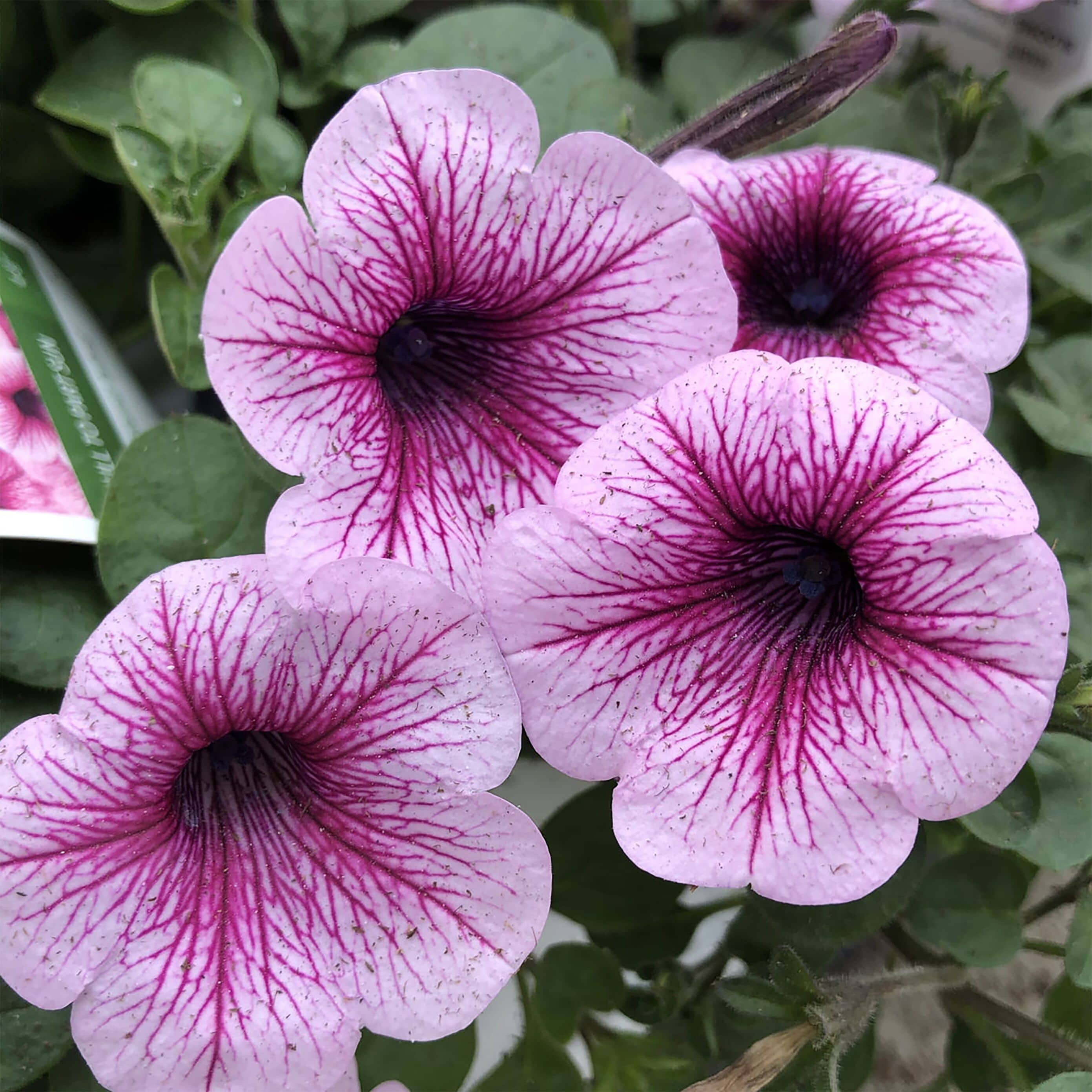 Proven Winners 5199164 annuals - View #2
