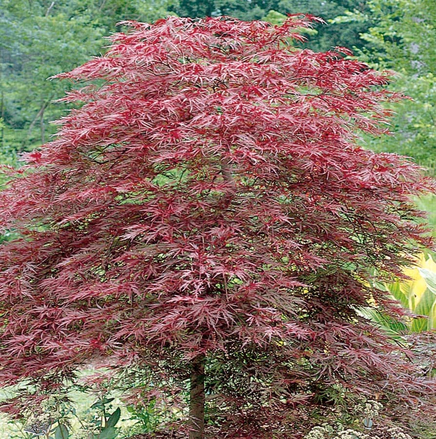 12.07-Gallon Red Feature Tree Red Dragon Japanese Maple In Pot 