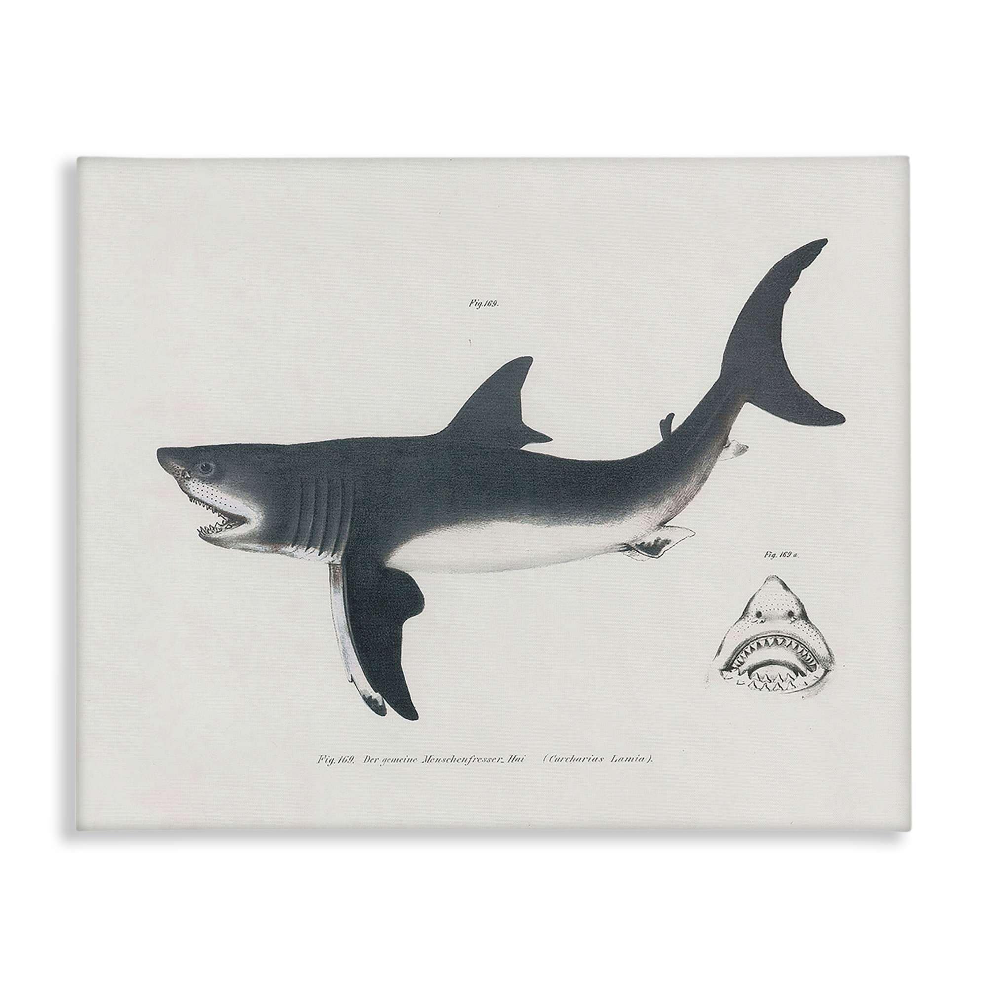 Stupell Industries BT-457-CN-30X40 Detailed Shark Diagram Canvas Wall Art By Phillipa Katz 40 x 30
