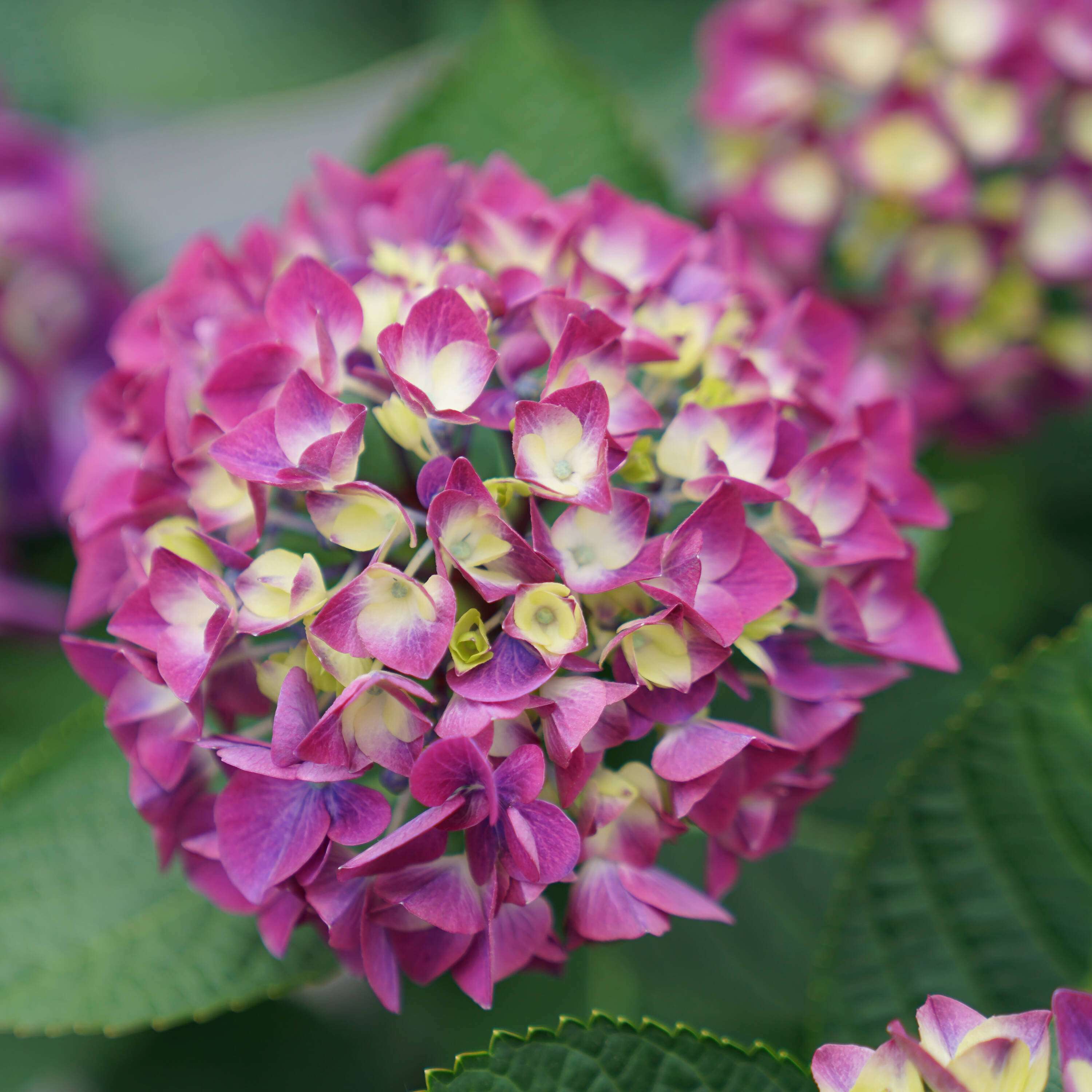 Proven Winners HYDPRC4006101 shrubs - View #4