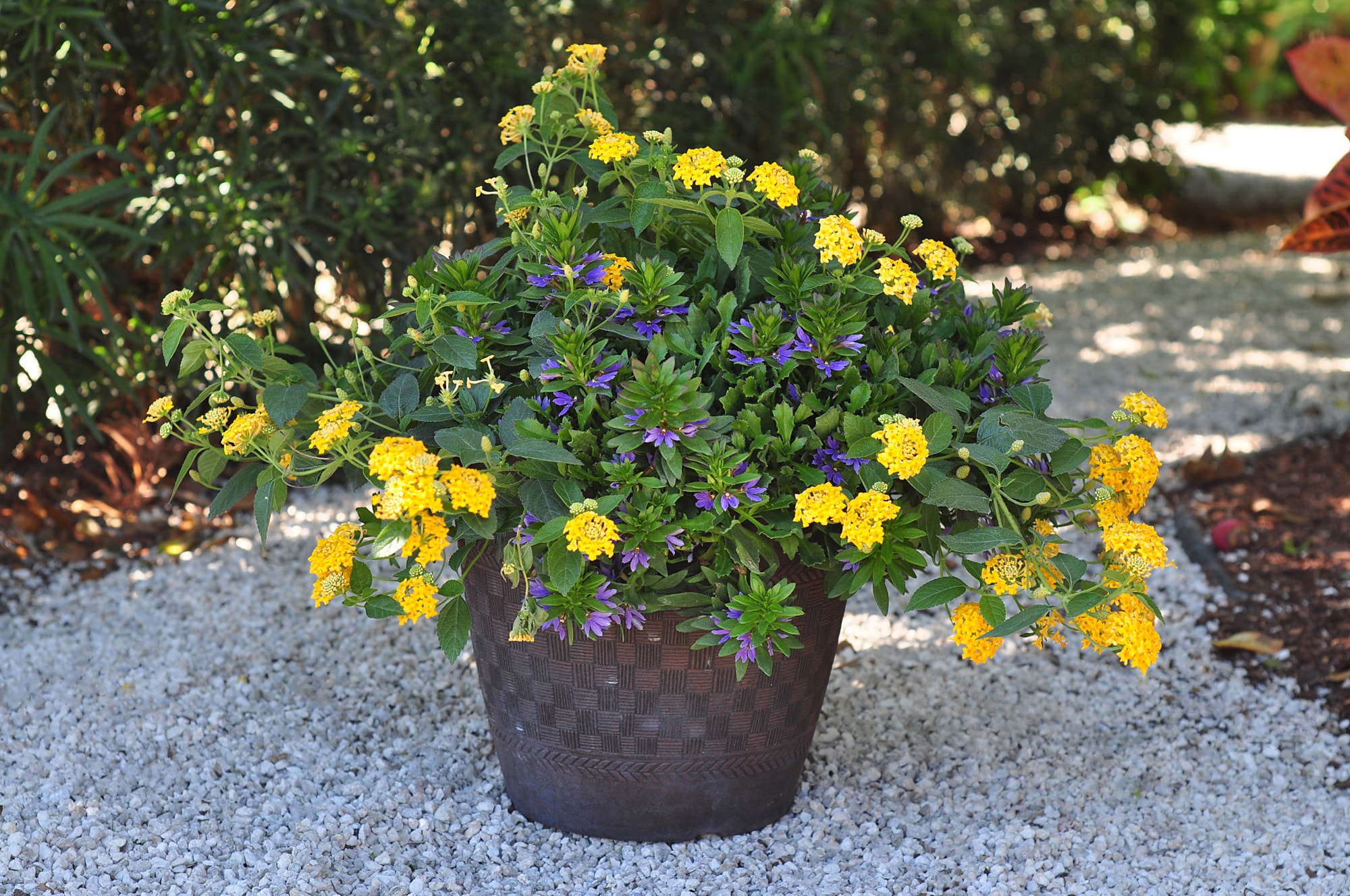 Costa Farms S-LT4-G-POT-04-LW annuals - View #3