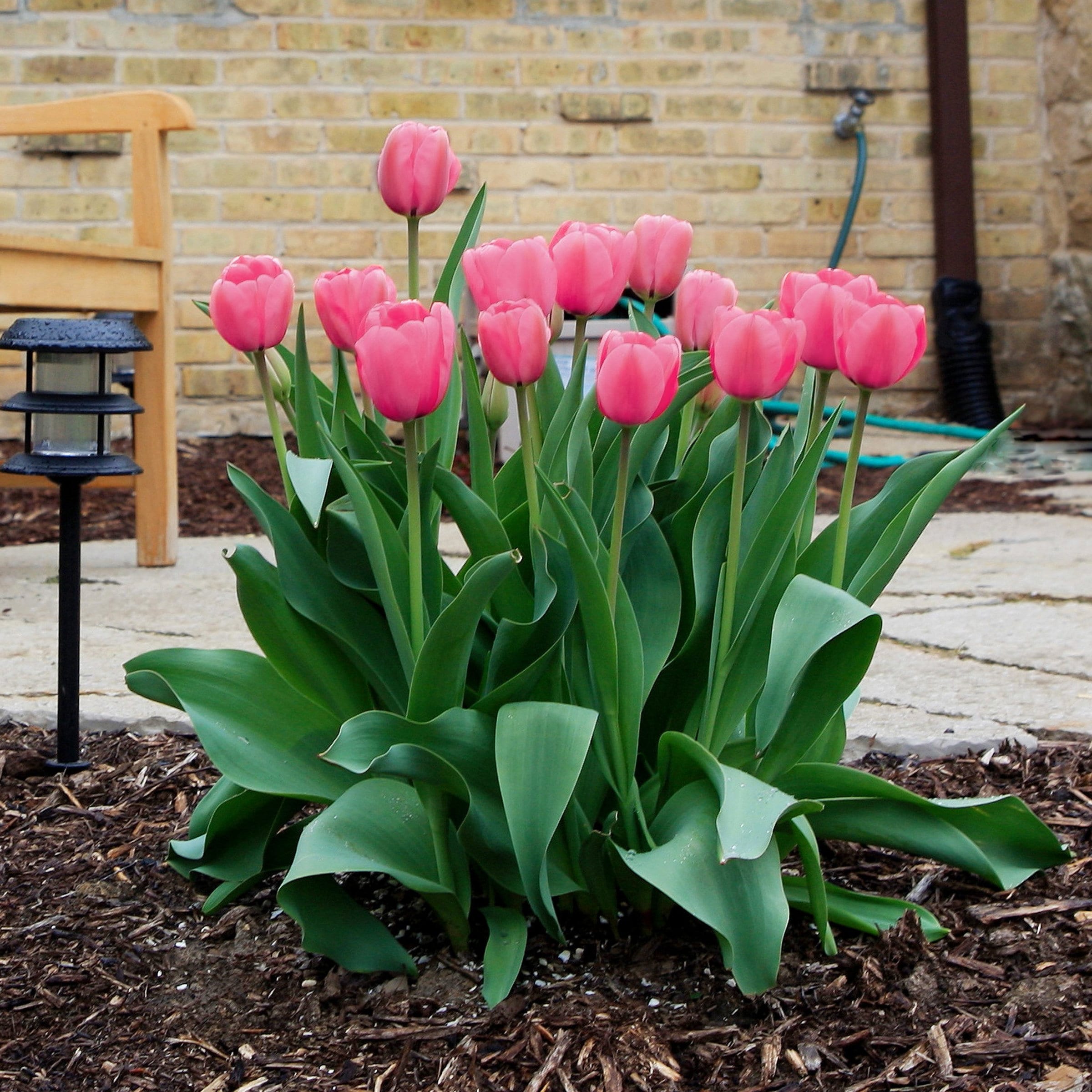 National Plant Network LW0127 Plant-Bulbs - View #7
