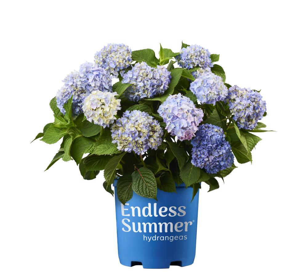 Endless Summer Multicolor Hydrangea Flowering Shrub in 3-Gallon (s) Pot ...