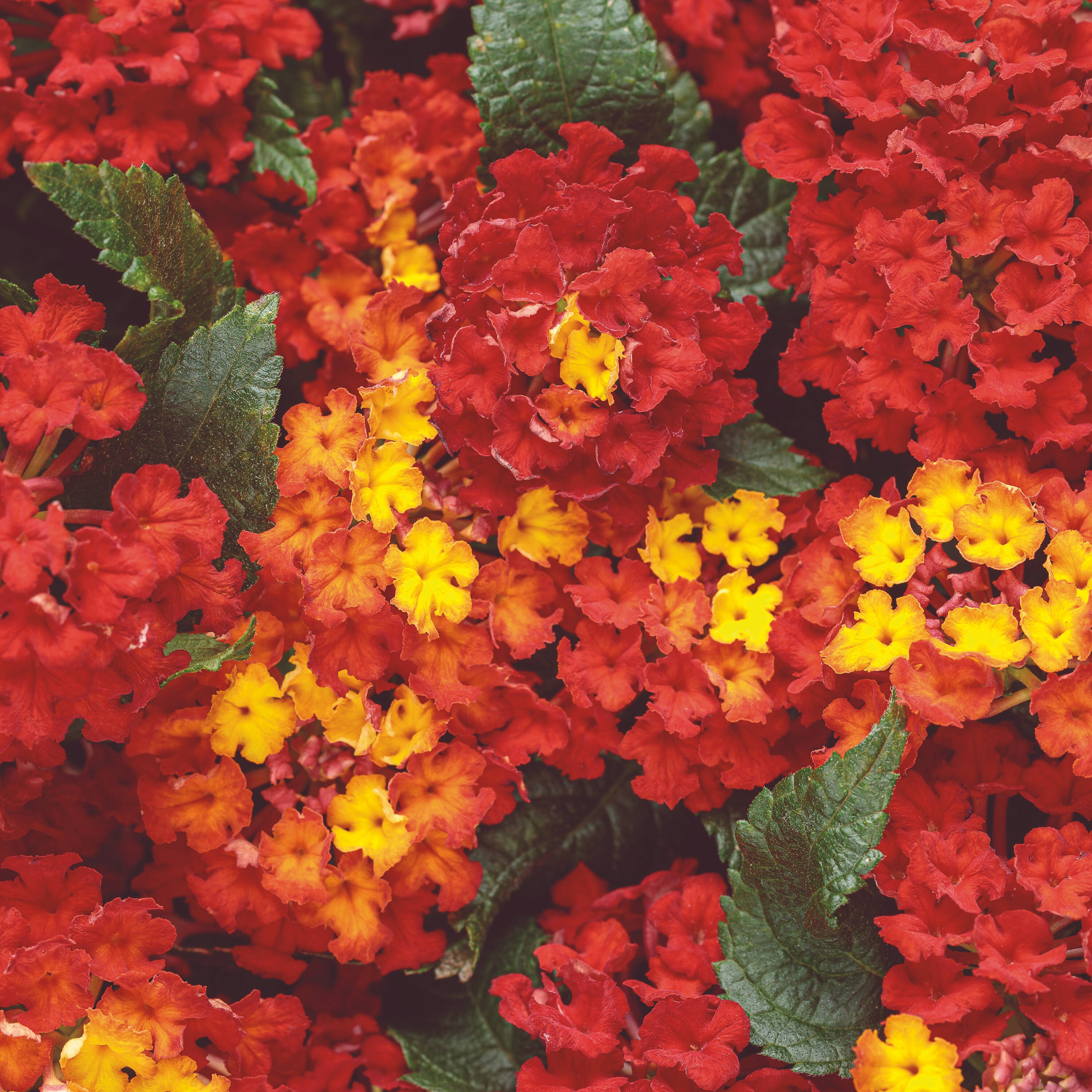 Proven Winners LANPRW2997504 Red Luscious Royale Red Zone Lantana in 4.25-in Pot