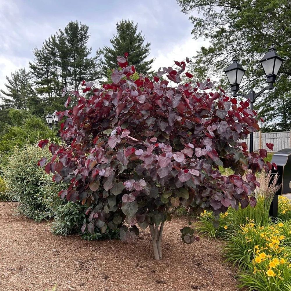 Southern Planters REDMER05G trees - View #4