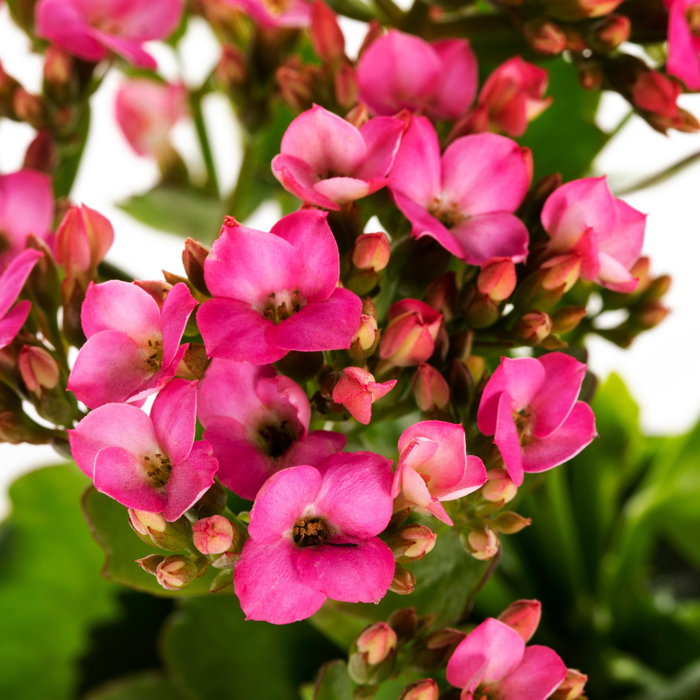 Lowe's Multicolor Kalanchoe in 1-Quart Pot in the Annuals department at ...