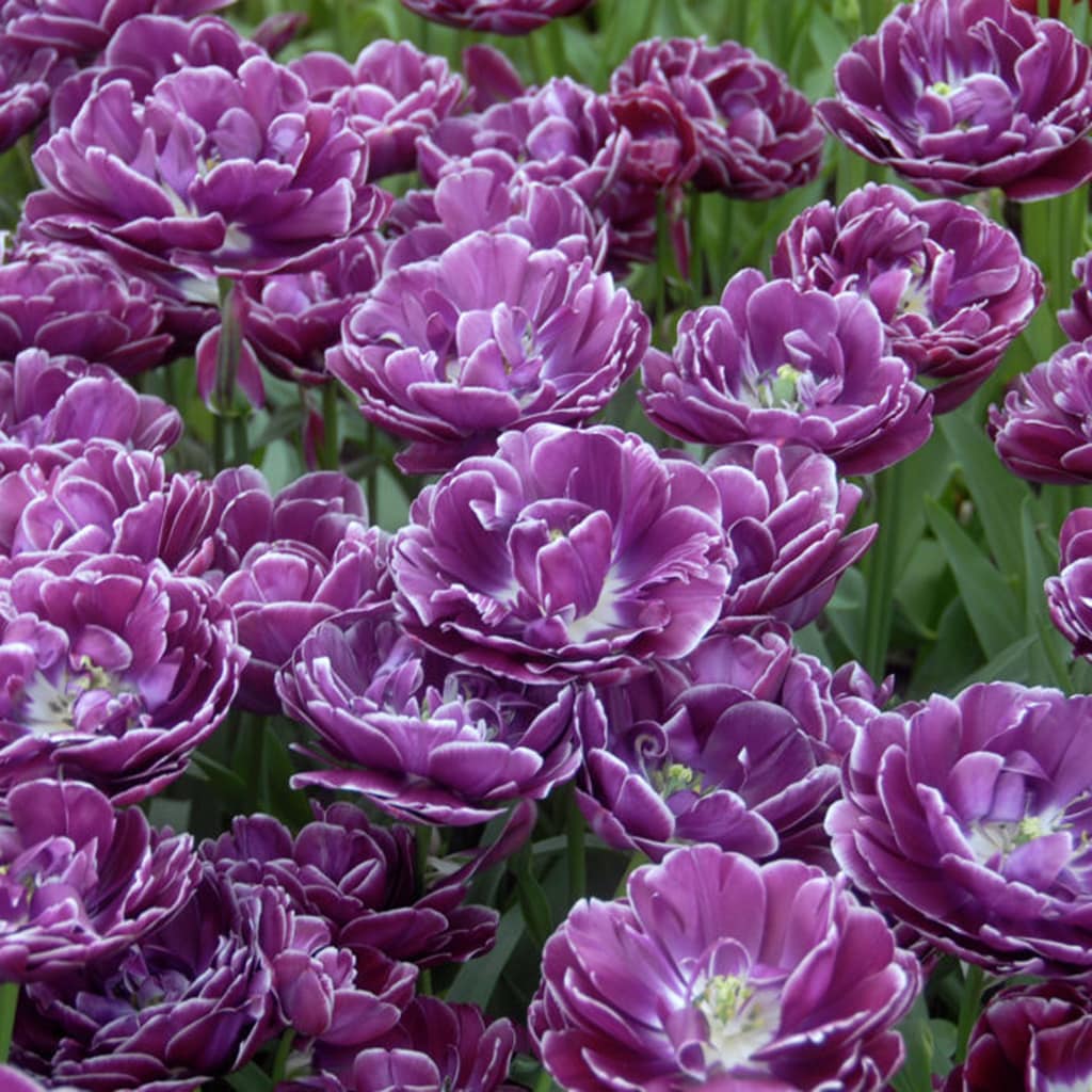 Van Zyverden 21582 Purple Tulips Dream Touch Bulbs 12.0 Count
