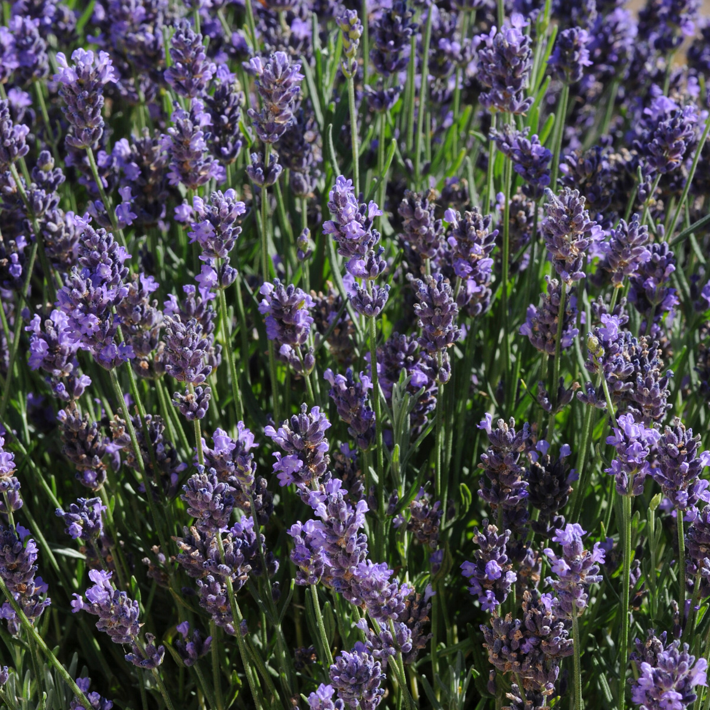 Monrovia NURSERY perennials - View #3