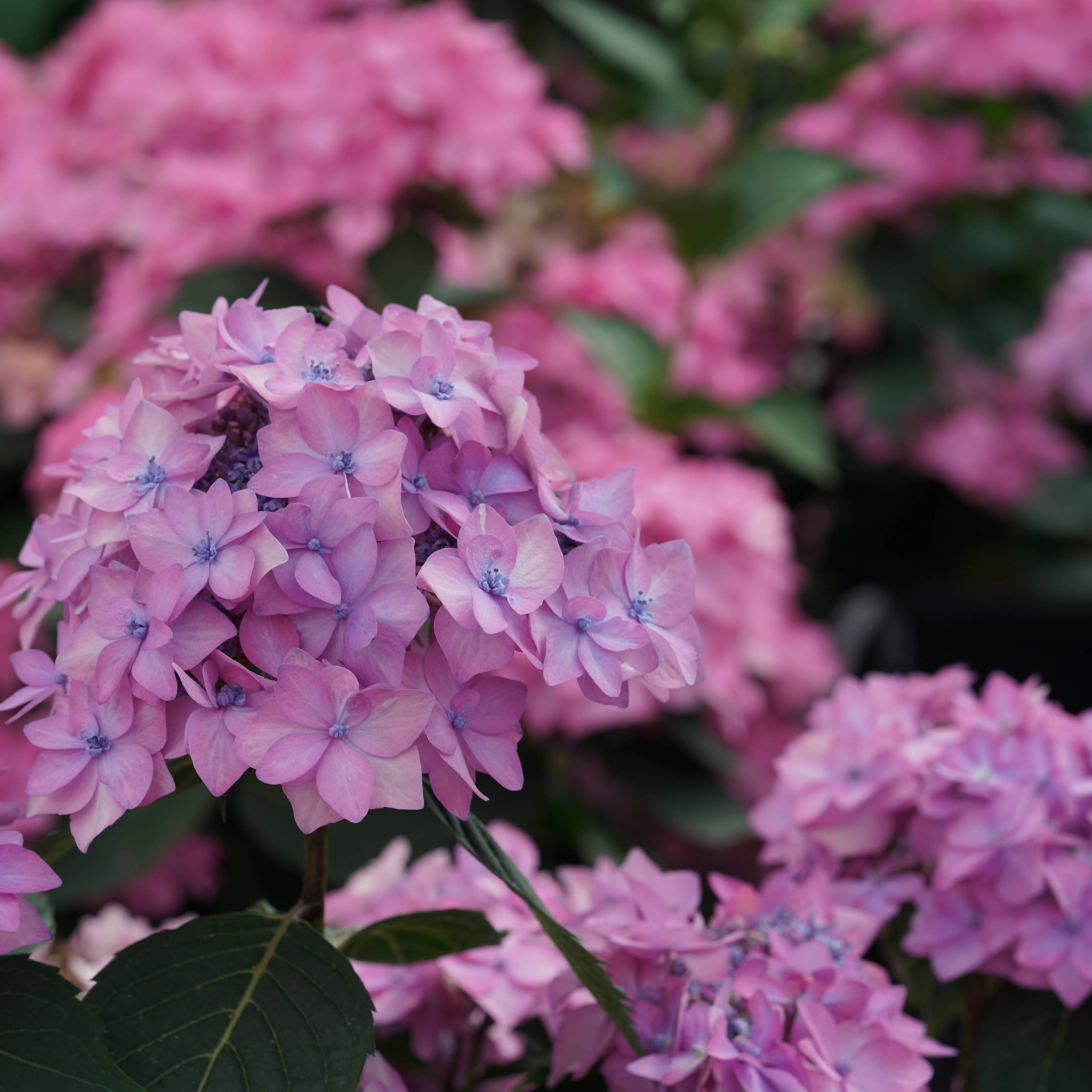 Proven Winners HYDPRC2547800 shrubs - View #3