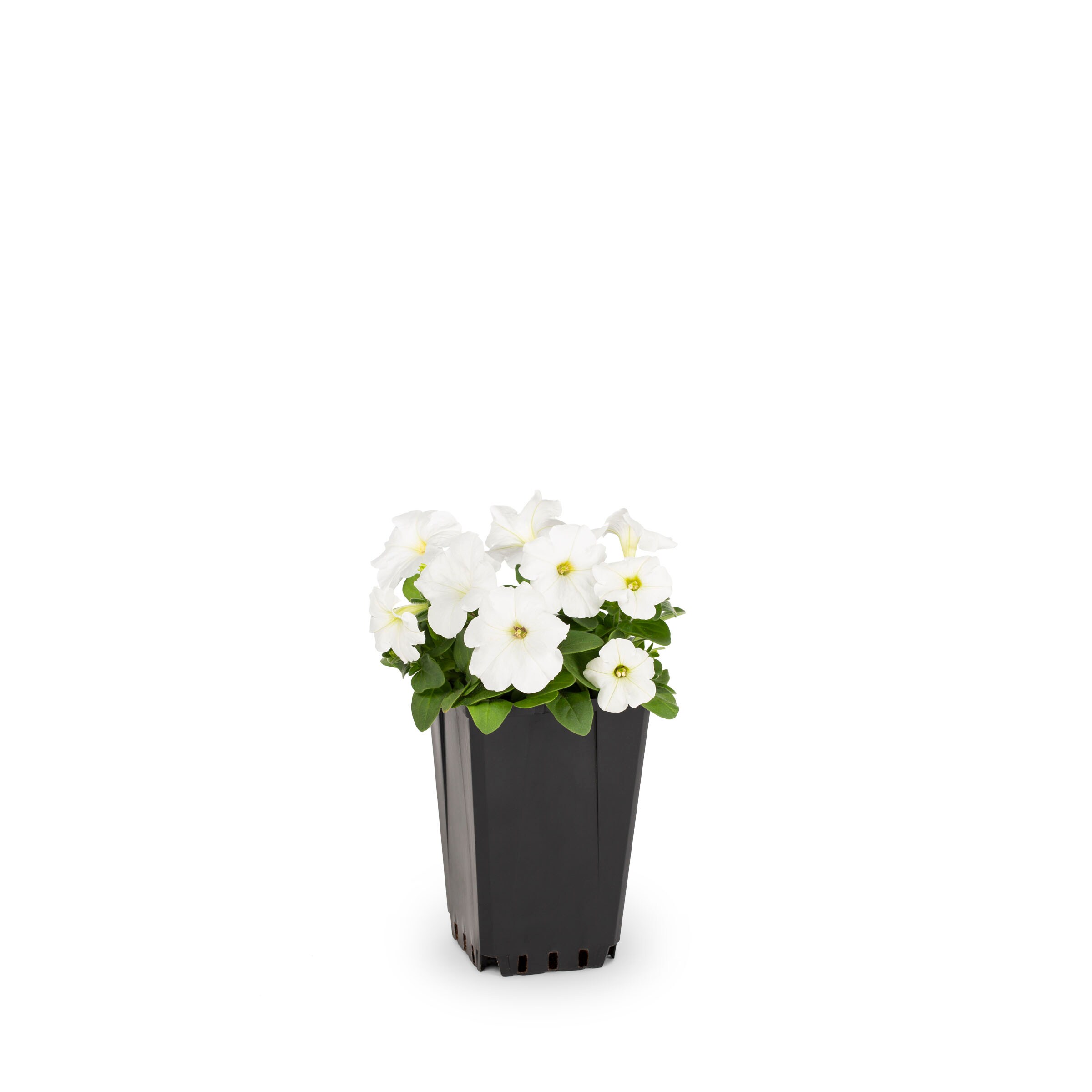 Lowe's NURSERY annuals - View #9