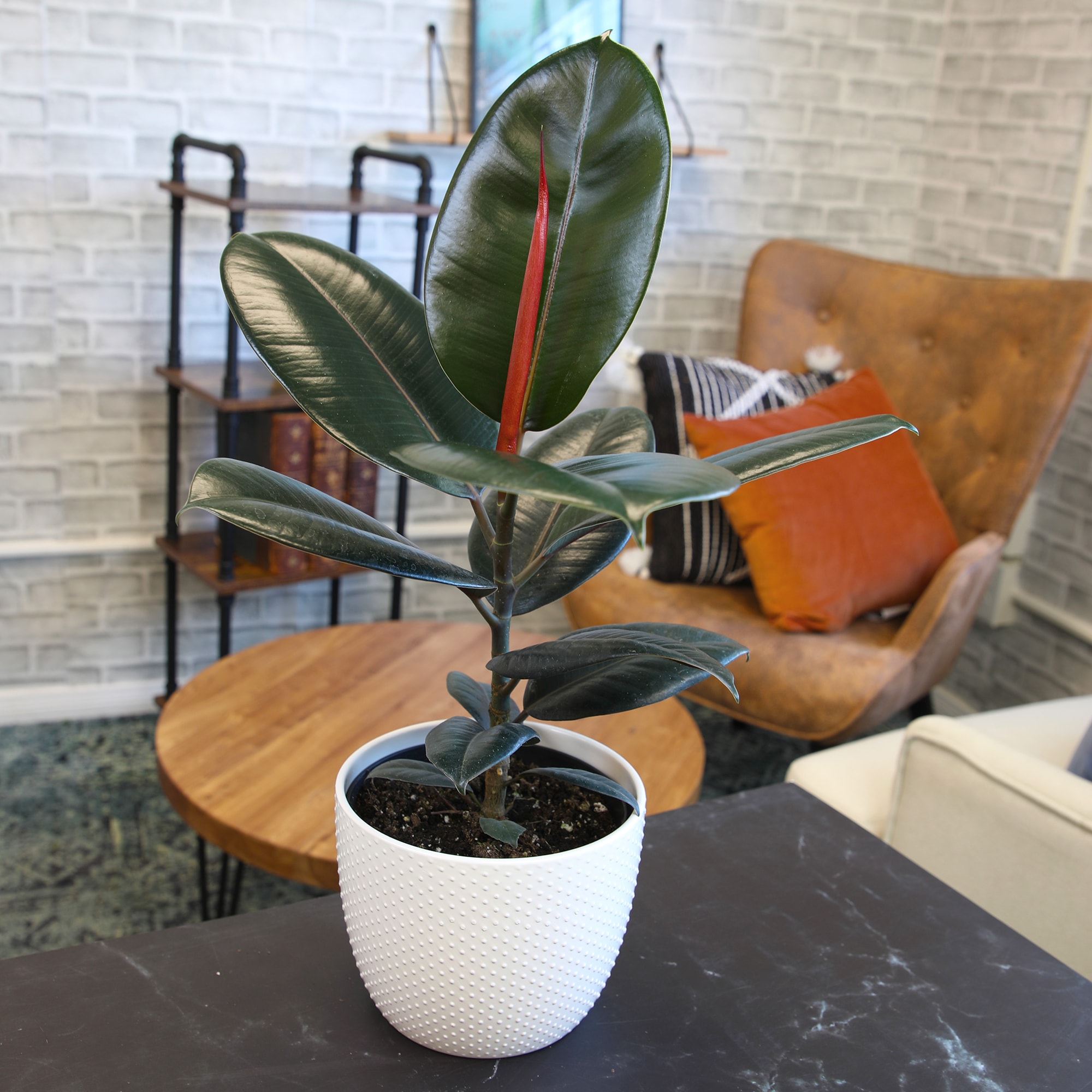 Altman Plants 0881607 hseplants - View #8