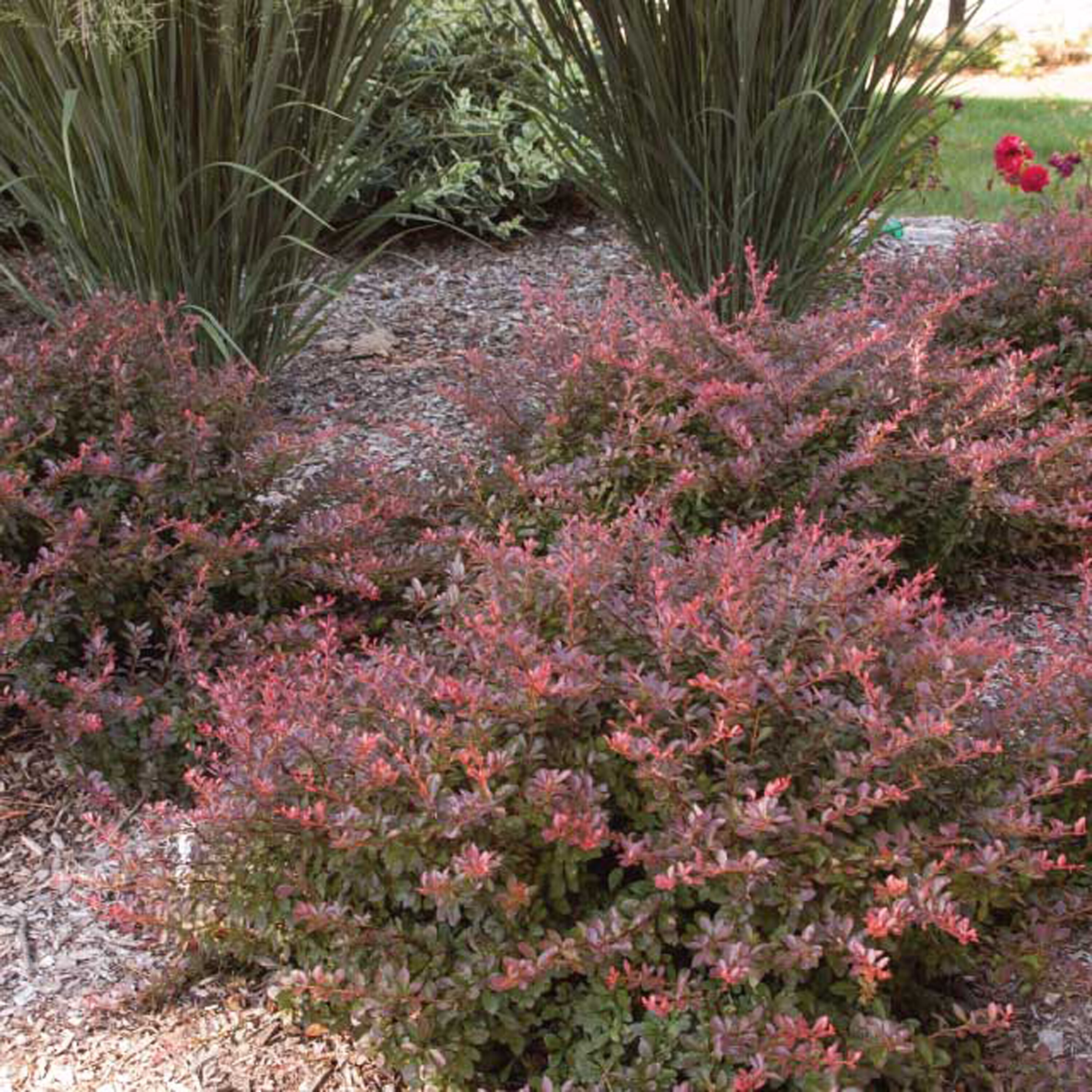 Lowe's NURSERY First Editions Cabernet Barberry Foundation/Hedge Shrub in 7 -Gallon Pot