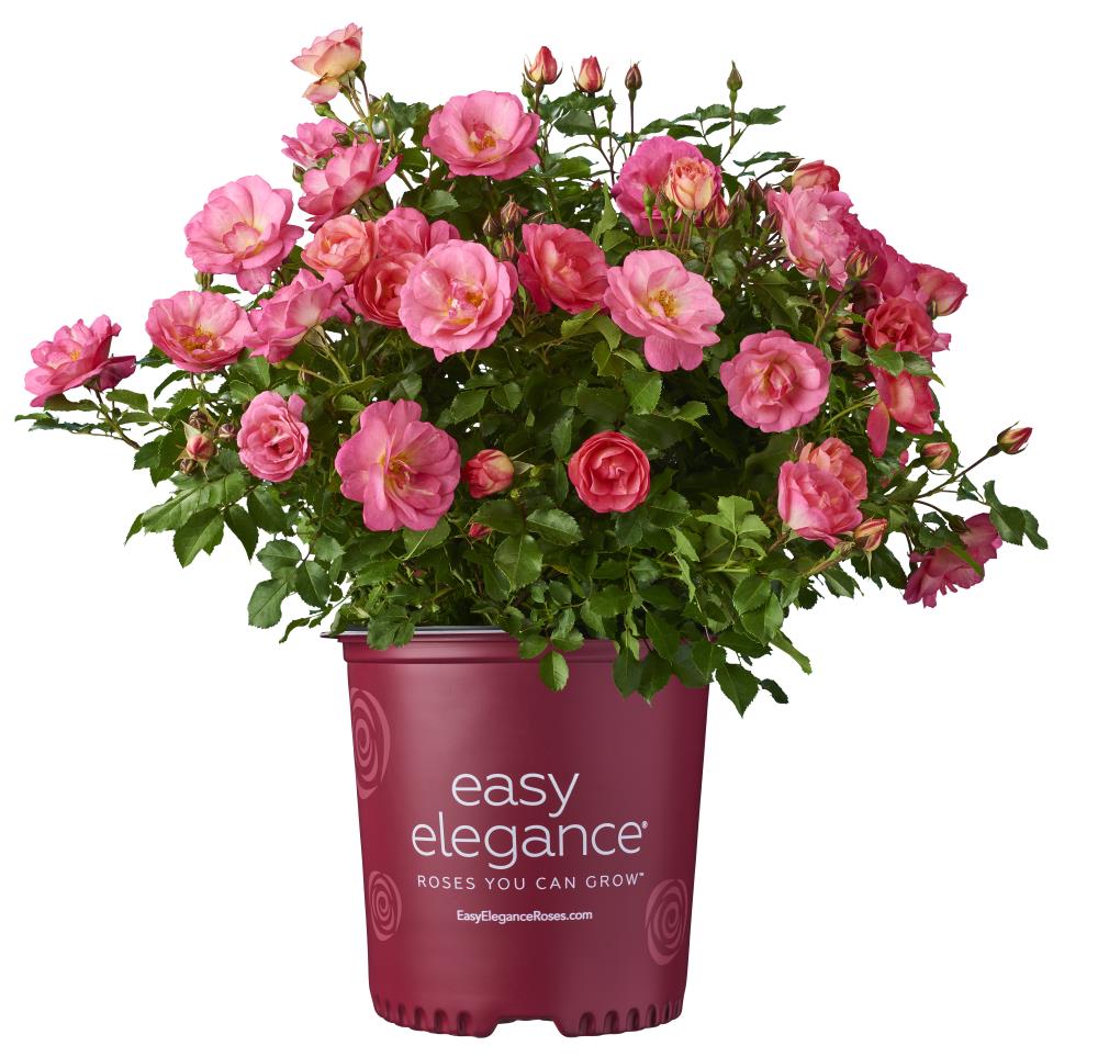 2-Gallon Pink Rose Accent Shrub in Pot in the Shrubs department at ...