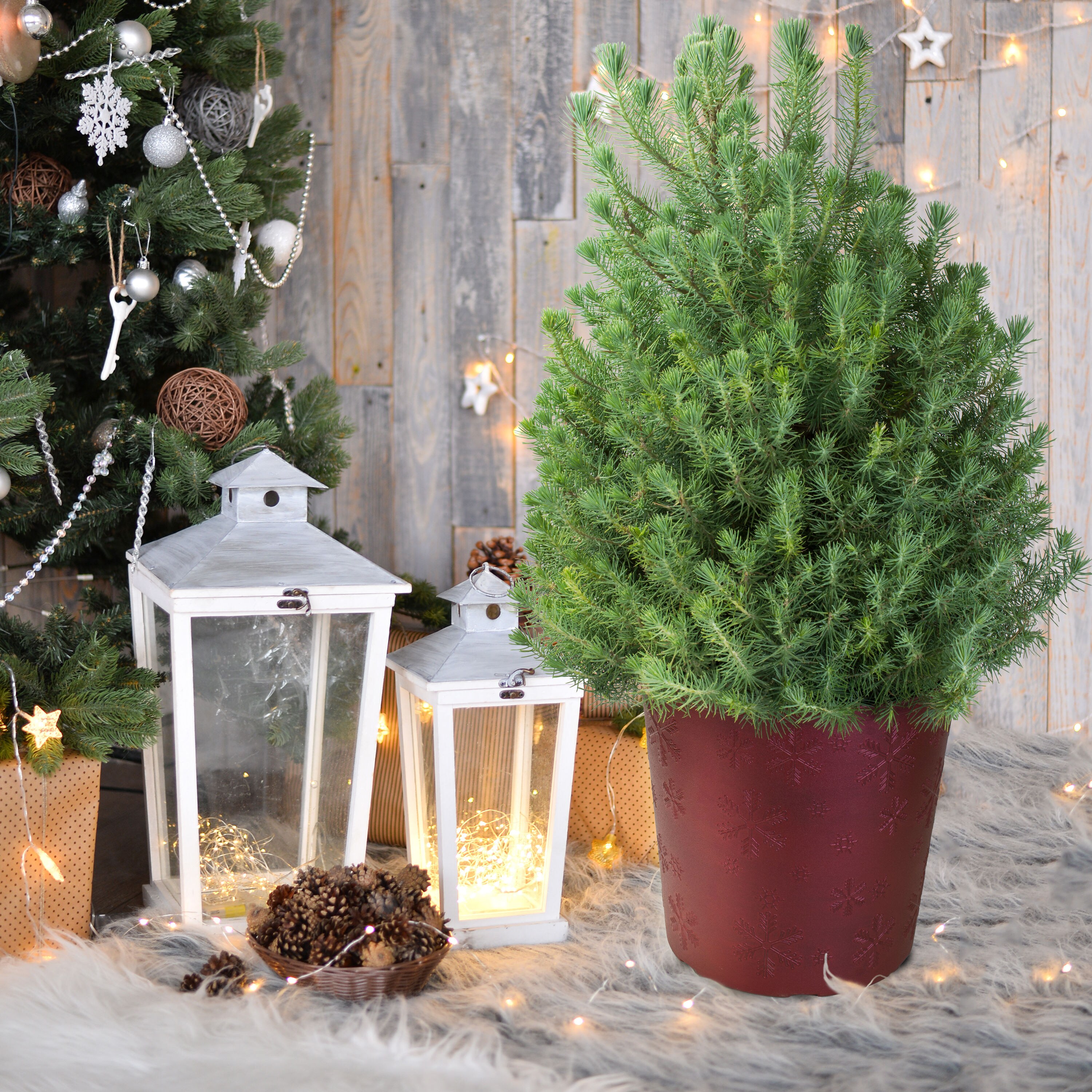 Holiday Living NURSERY trees - View #2