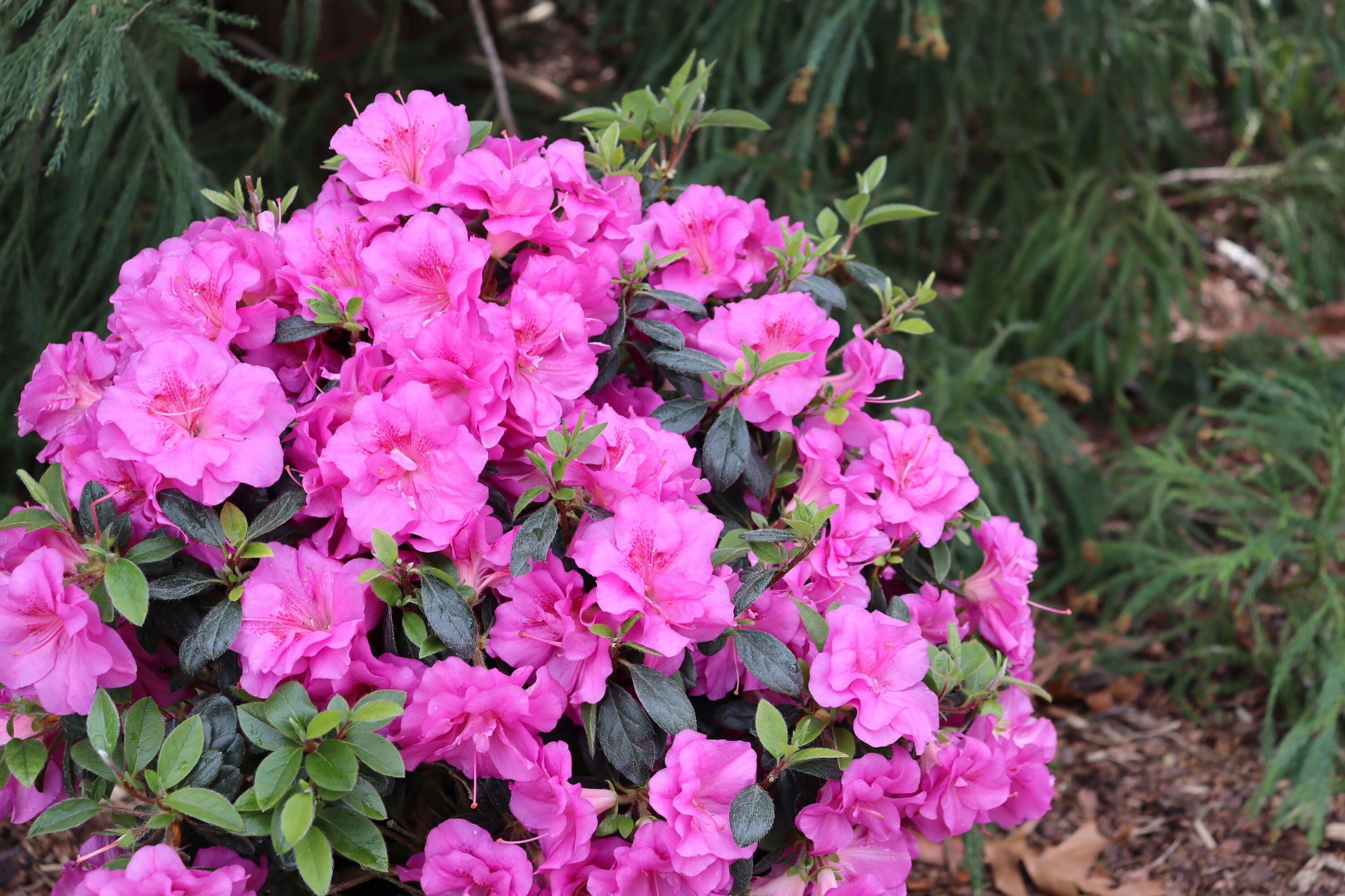 Proven Winners RHOPRC3007800 shrubs - View #5