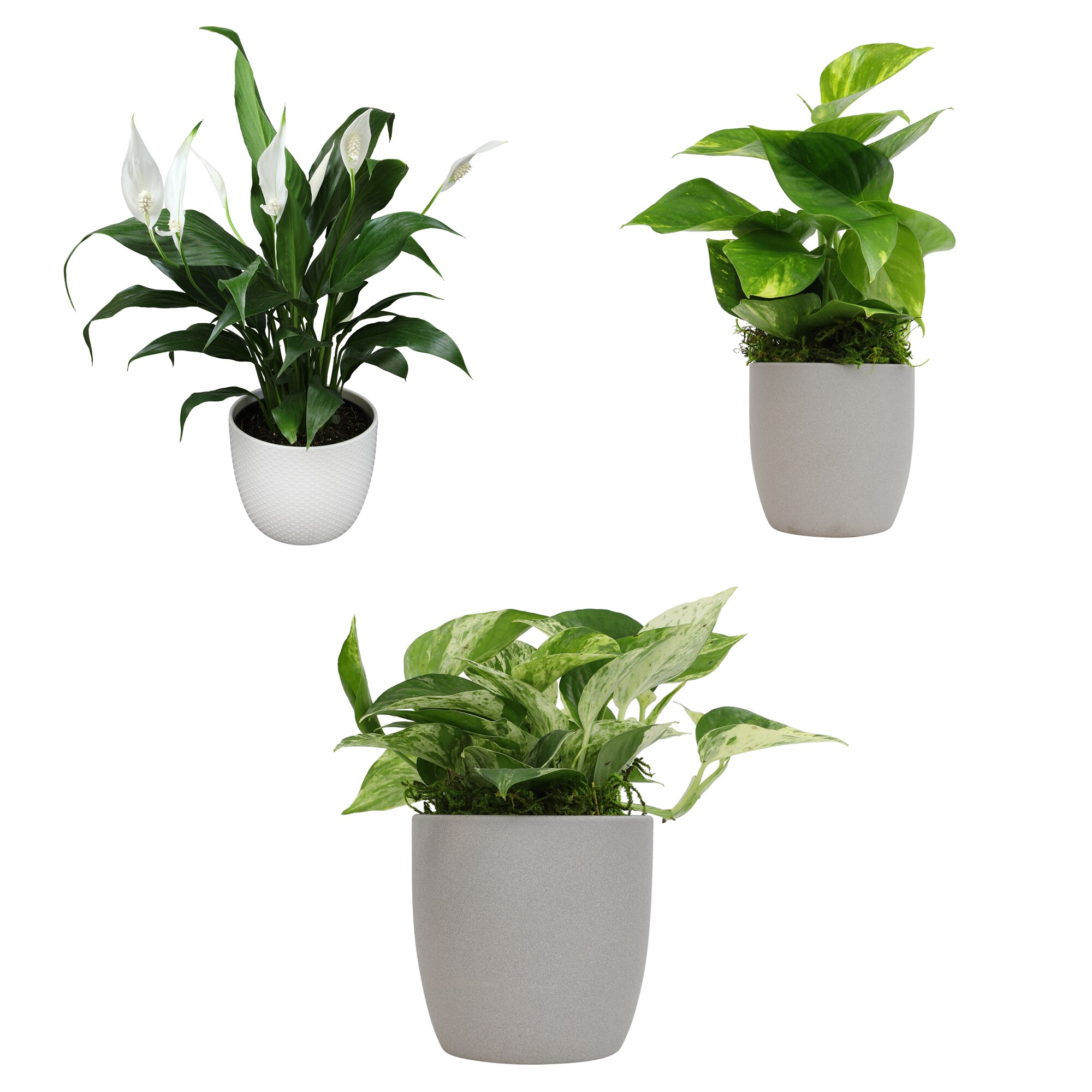 Peace Lily House Plants at Lowes.com