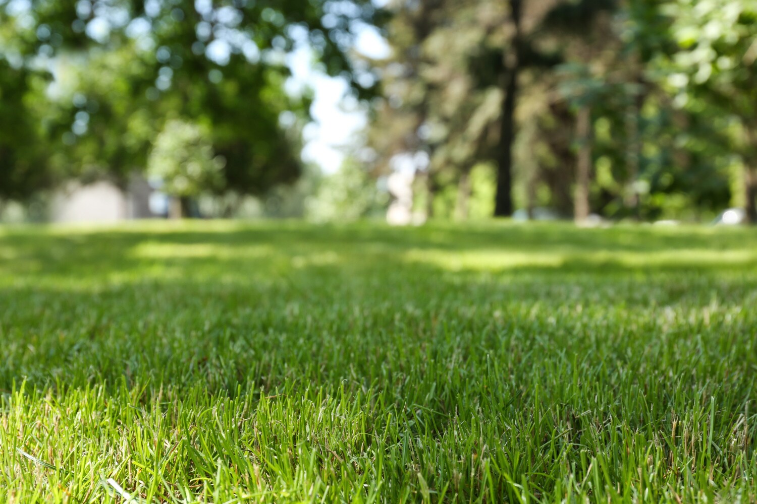 Gardens Alive! 09547 Grass-Seed - View #4