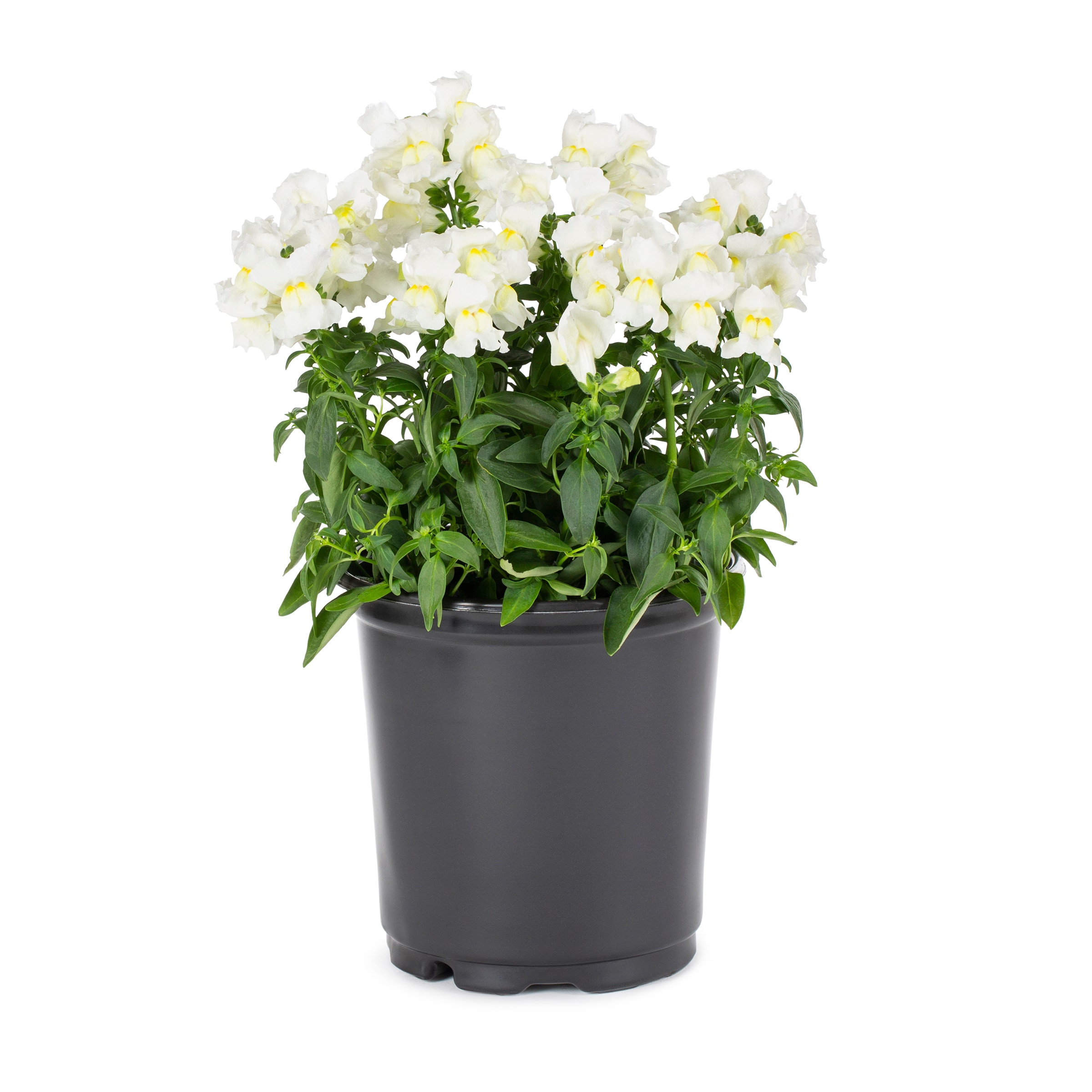 Lowe's 465617 Multicolor Snapdragon in 2.5-Quart Pot