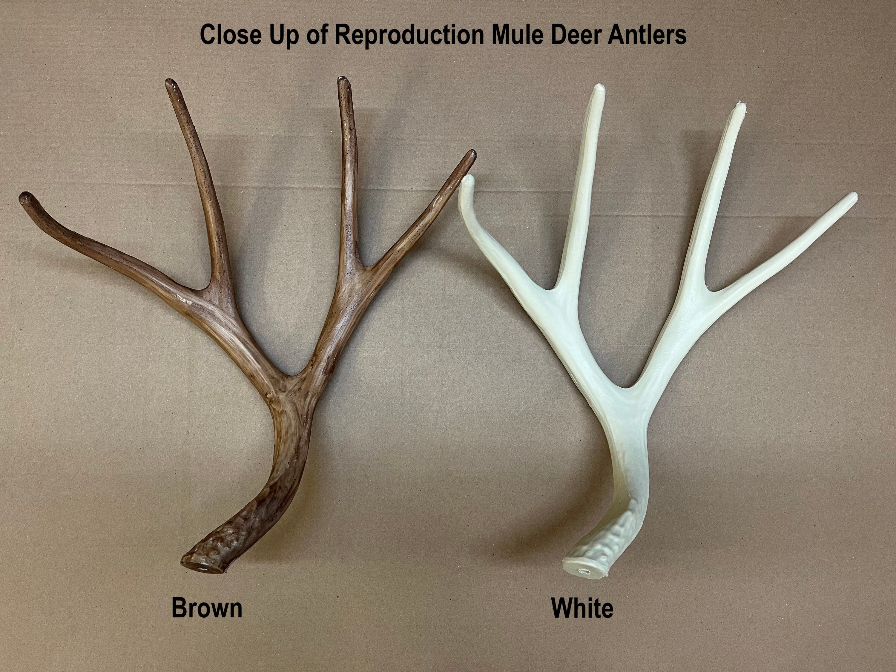 Canadian Antler Design CLR-1-M-N b090015 - View #5