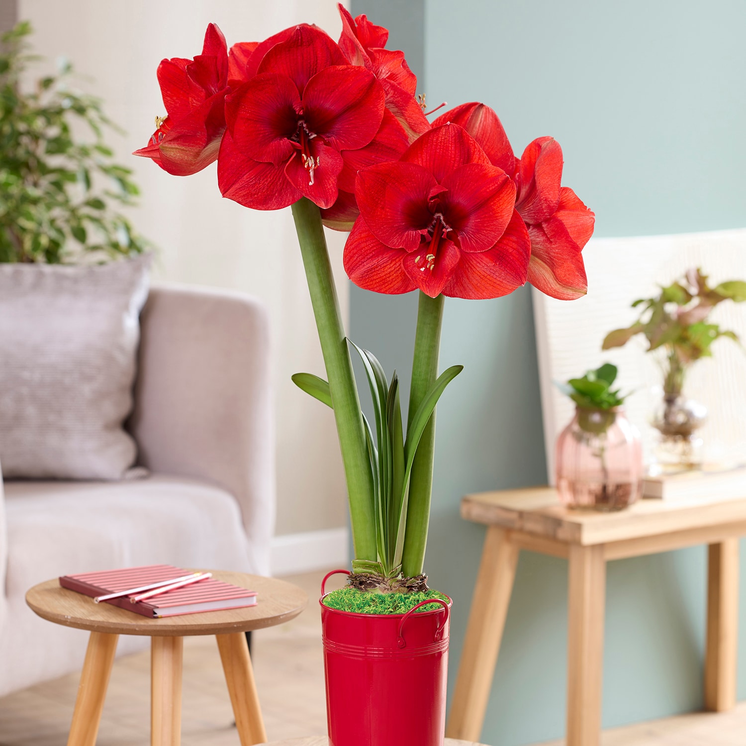 Van Zyverden 88418 Red Amaryllis Bulbs 1 Count