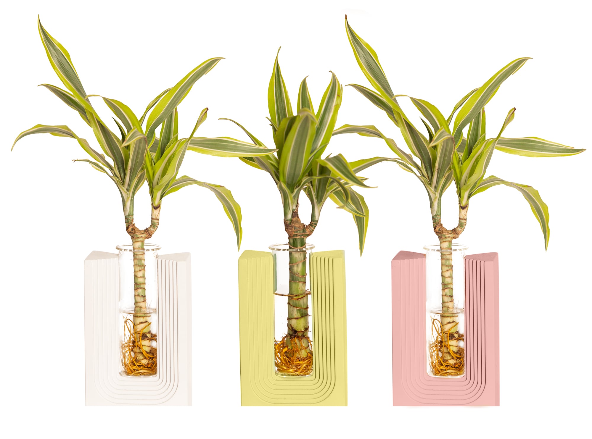 LiveTrends ASB06736 Ama House plant in 1 -Pack Pot 1 -Pack