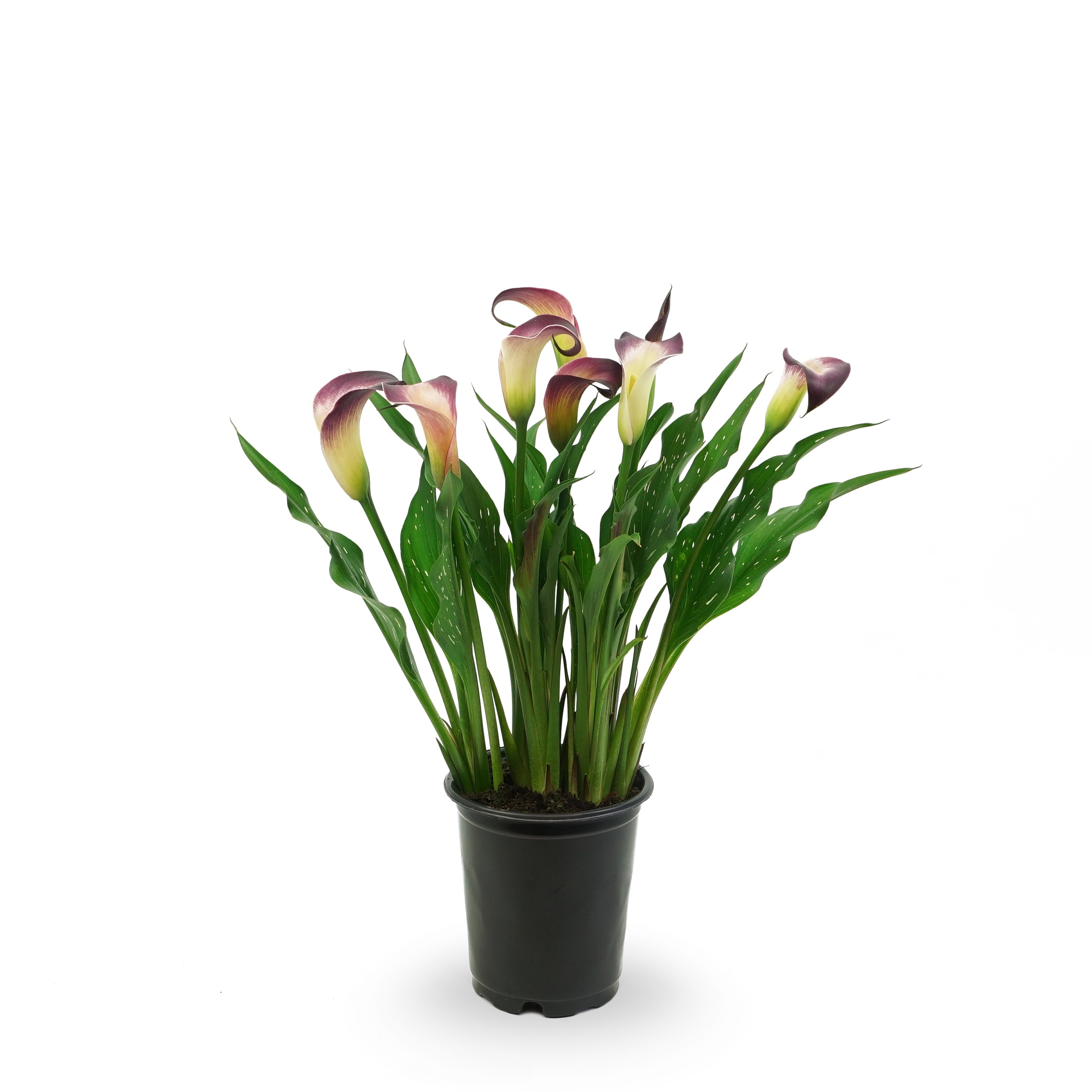 Lowe's NURSERY Calla Lily Plant in 1.5 -Pint
