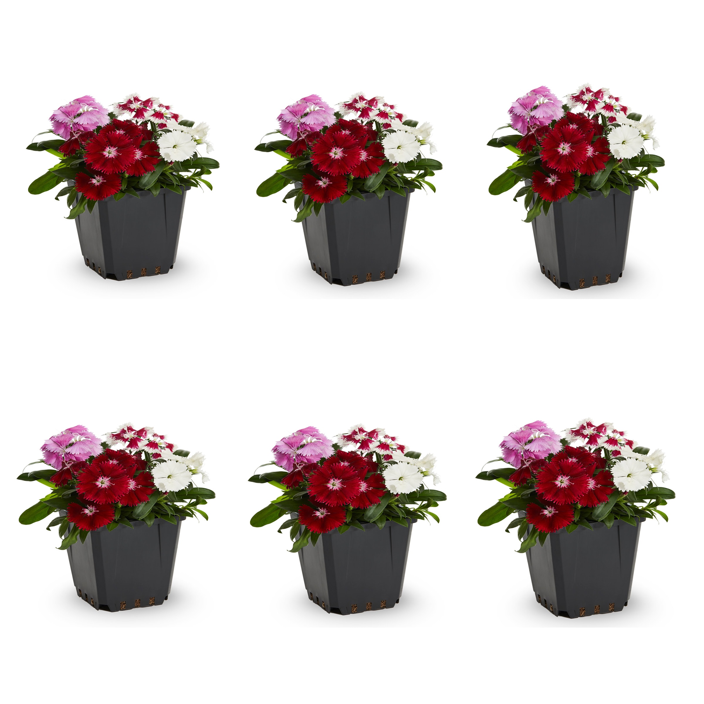 Metrolina Greenhouses Multicolor Dianthus in 1-Pint Pot 5-Pack in the ...