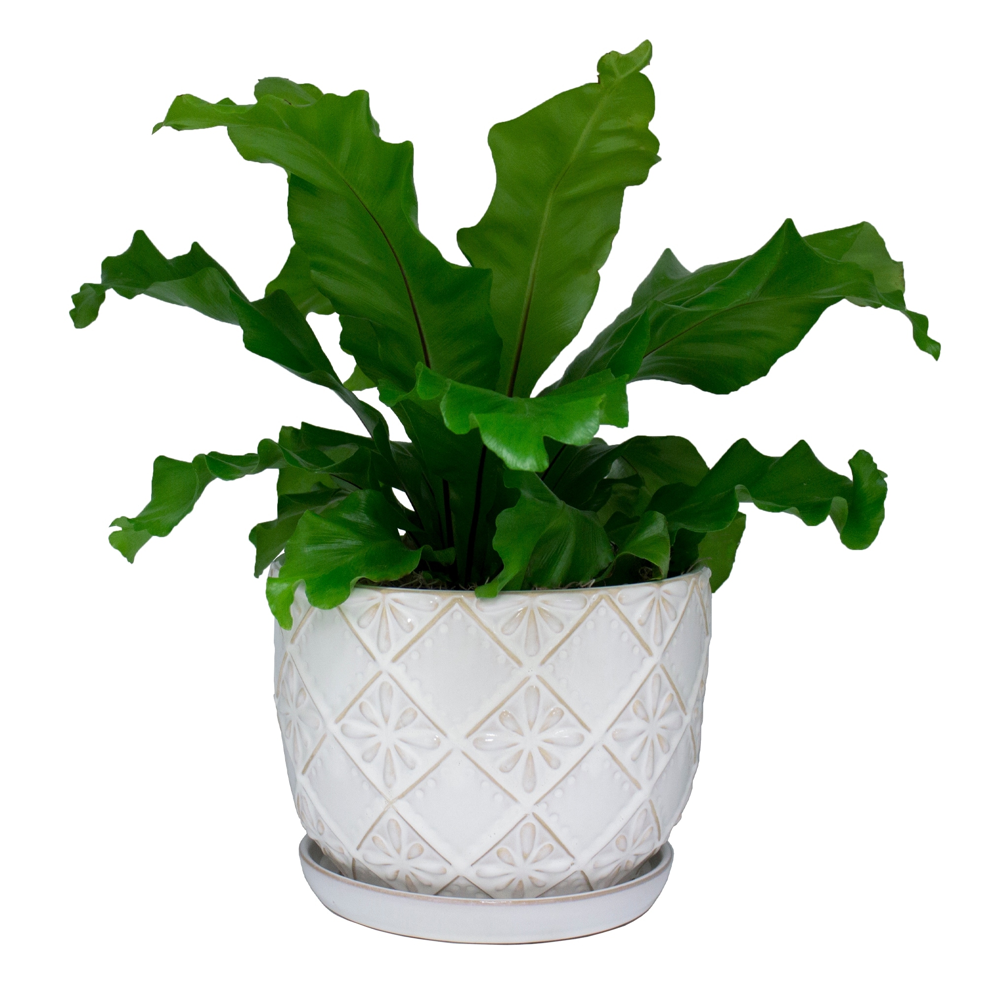 allen + roth LW26OV012 Planter-Window-Box - View #3