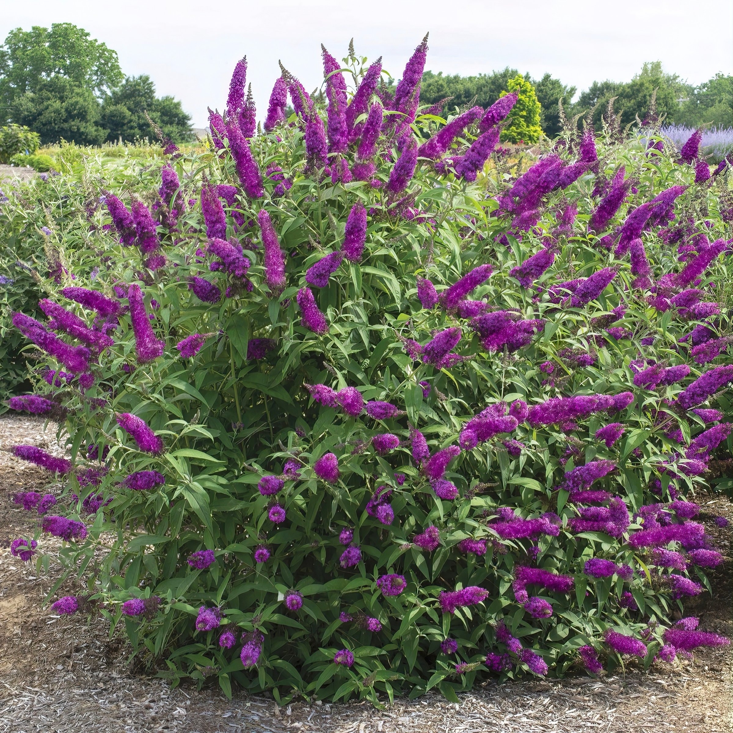 National Plant Network LW1885 Purple Royal Razz Plant in 3 -Gallon Pot 1 -Pack