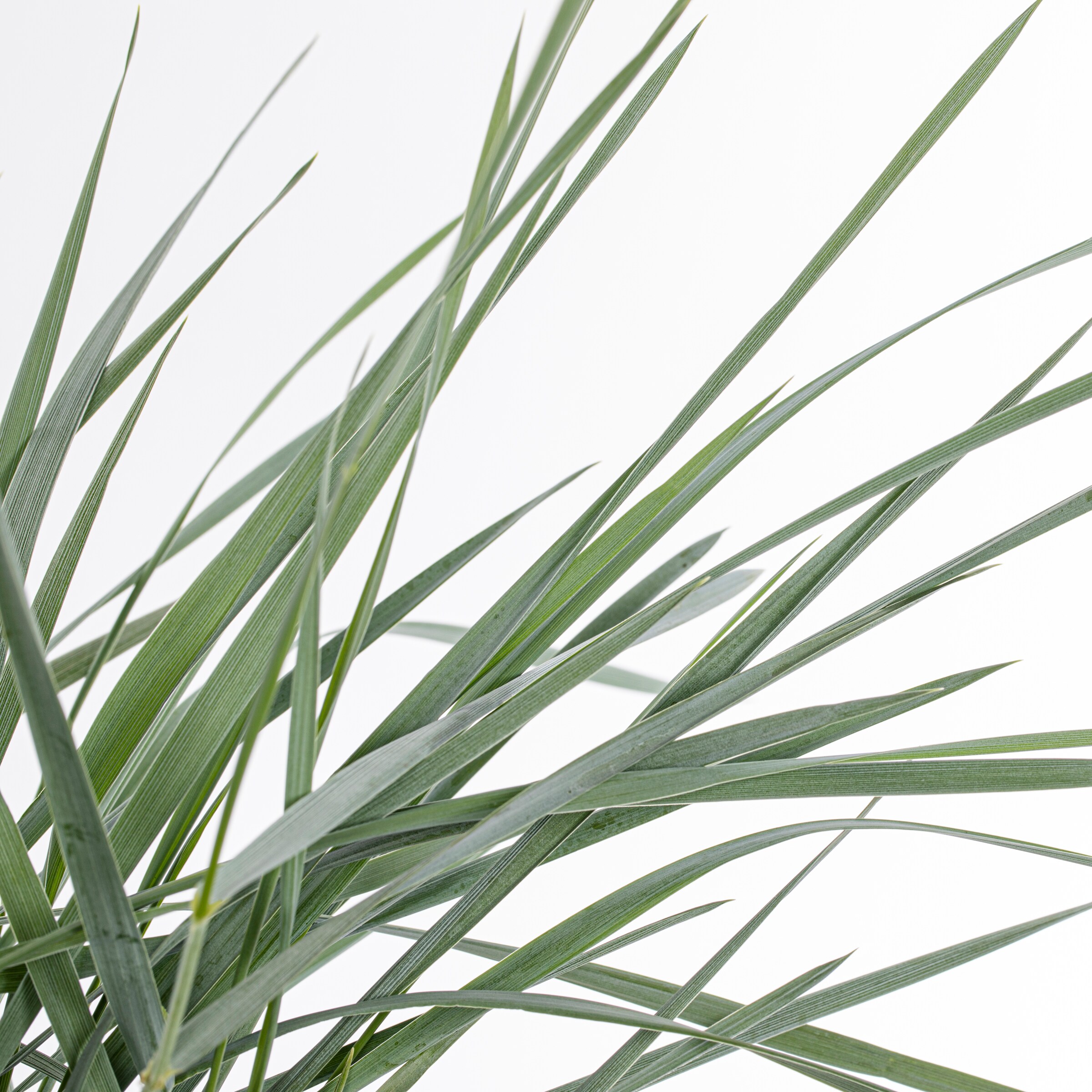 Lowe's NURSERY perennials - View #2