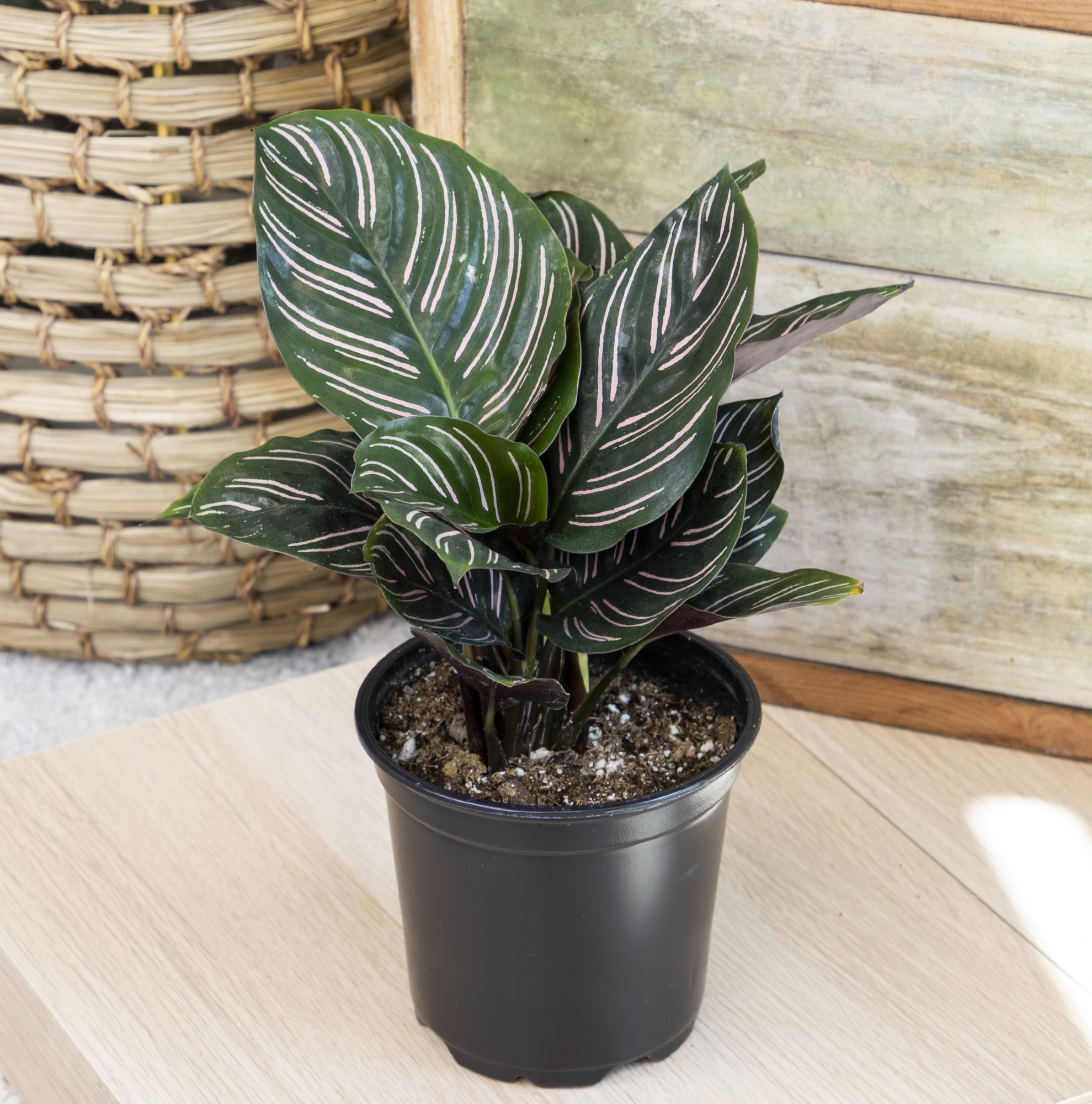 Black Plastic Indoor/Outdoor Calathea Plant in 15" Planter