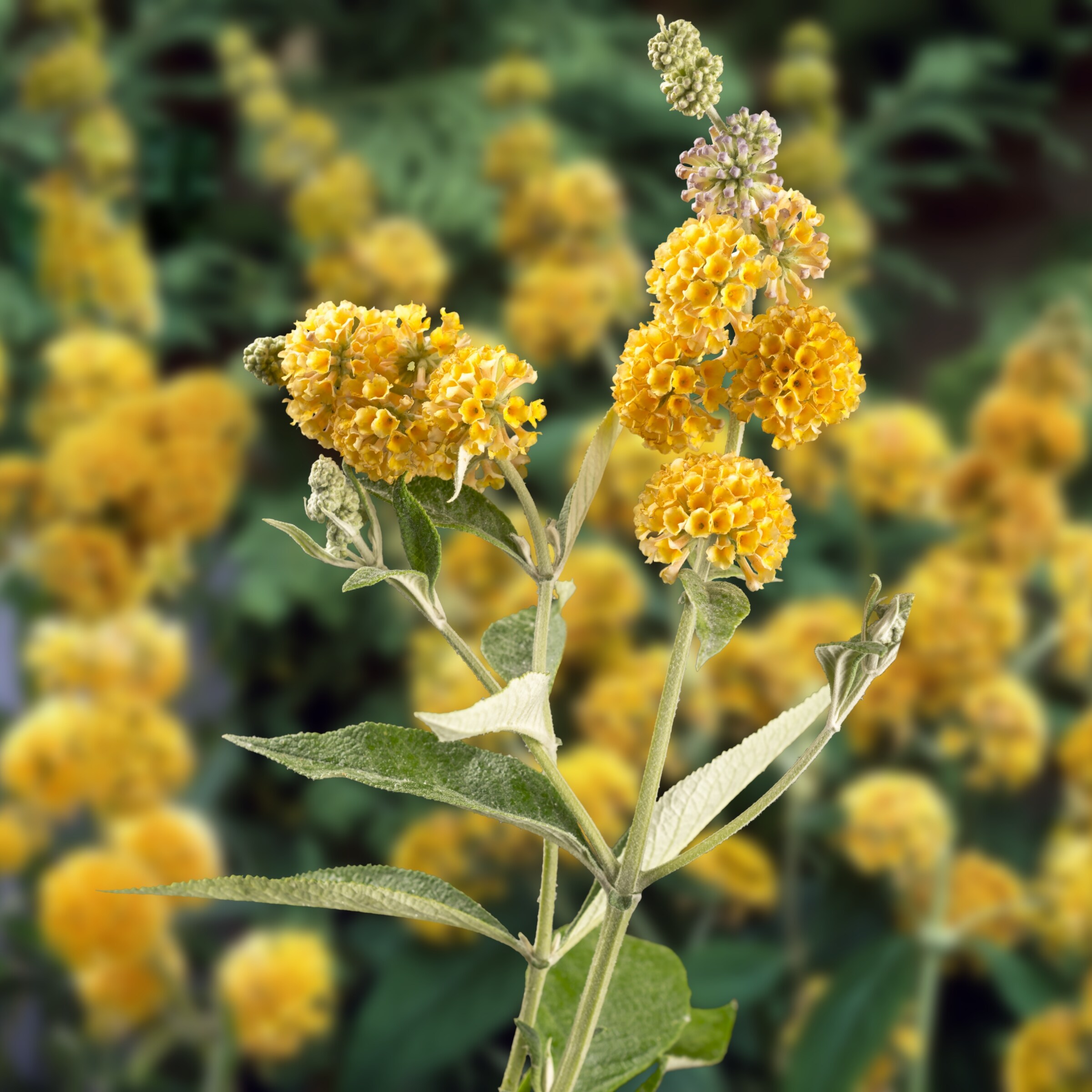 National Plant Network Multicolor Butterfly Bush Flowering Shrub in 48 ...