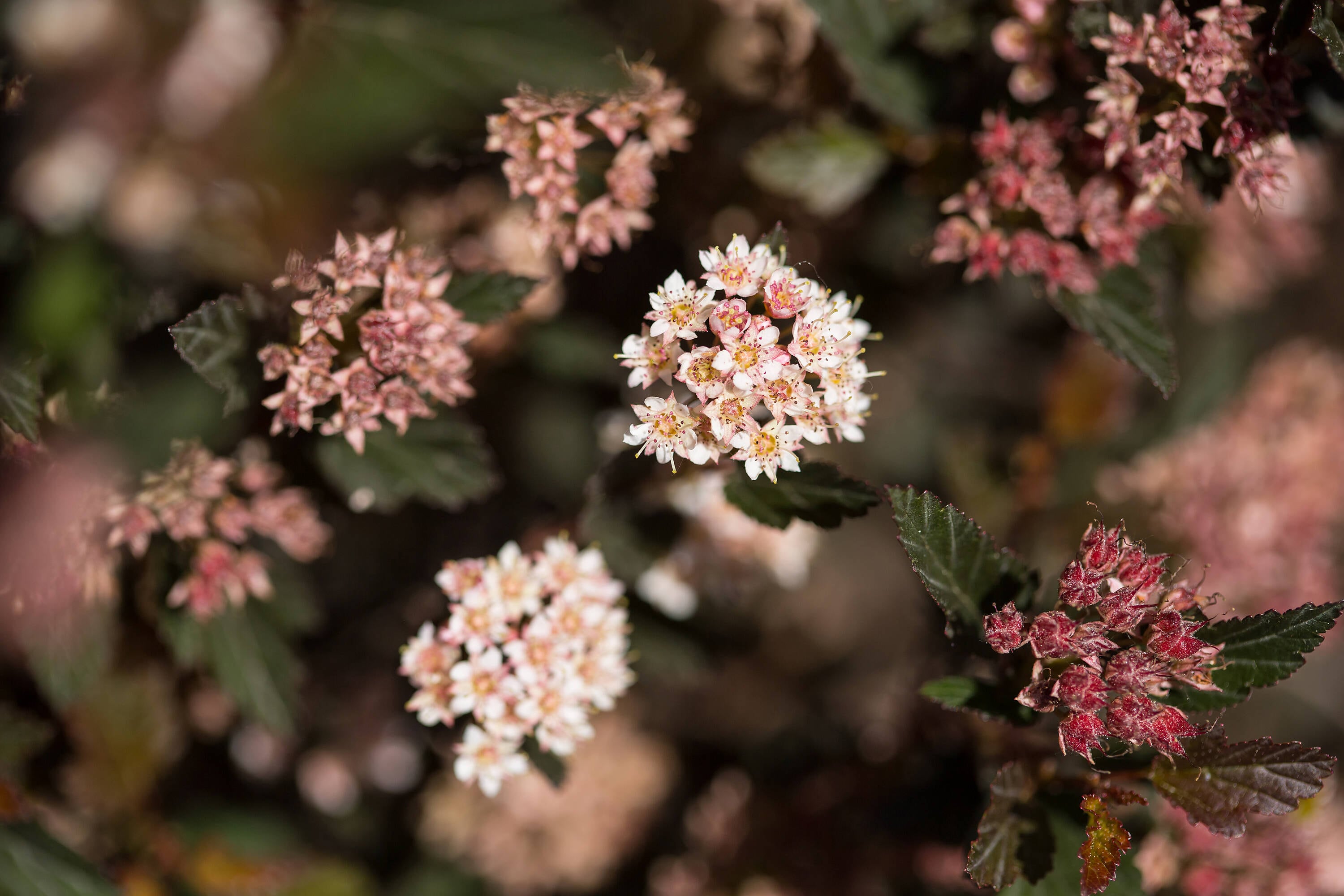Lowe's NURSERY shrubs - View #9