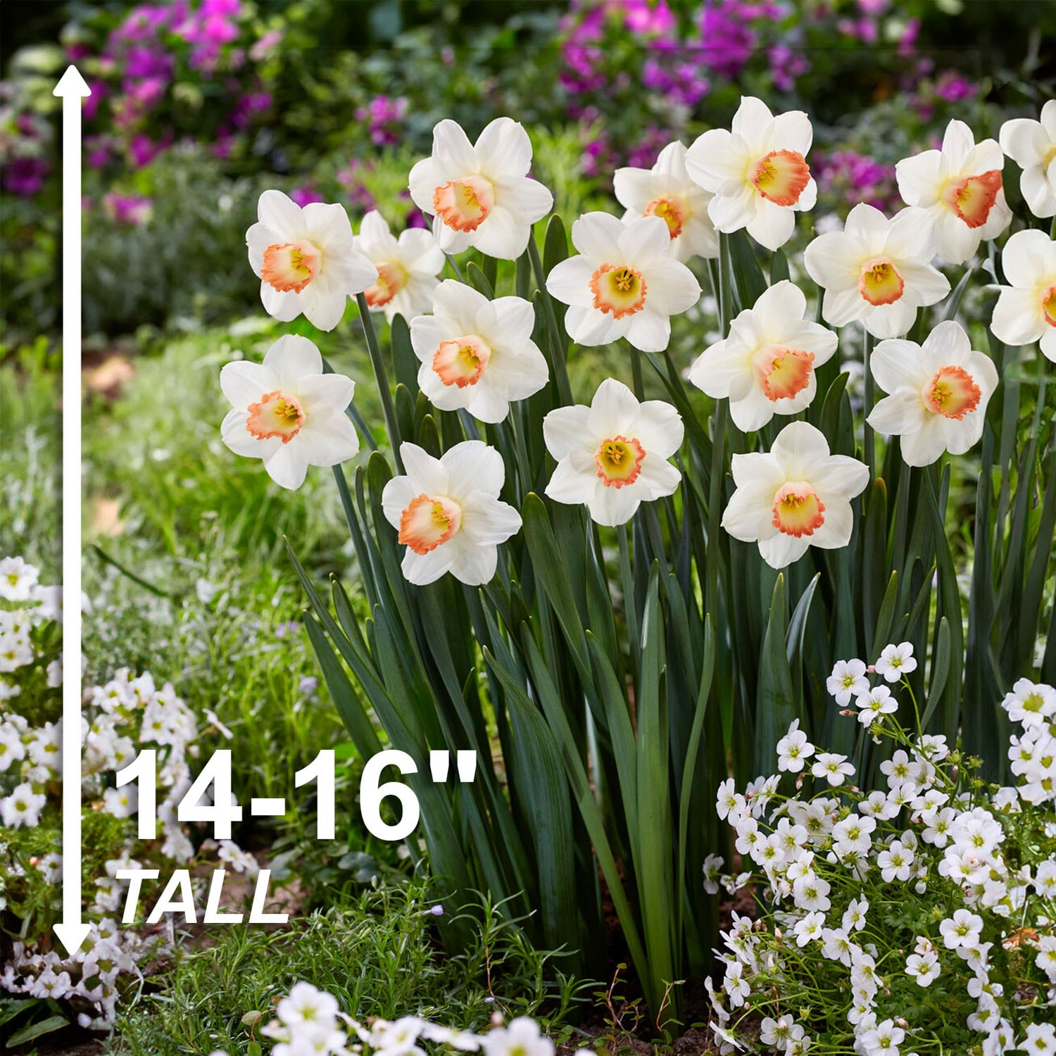Garden State Bulb ECF-112-25-01 Plant-Bulbs - View #3