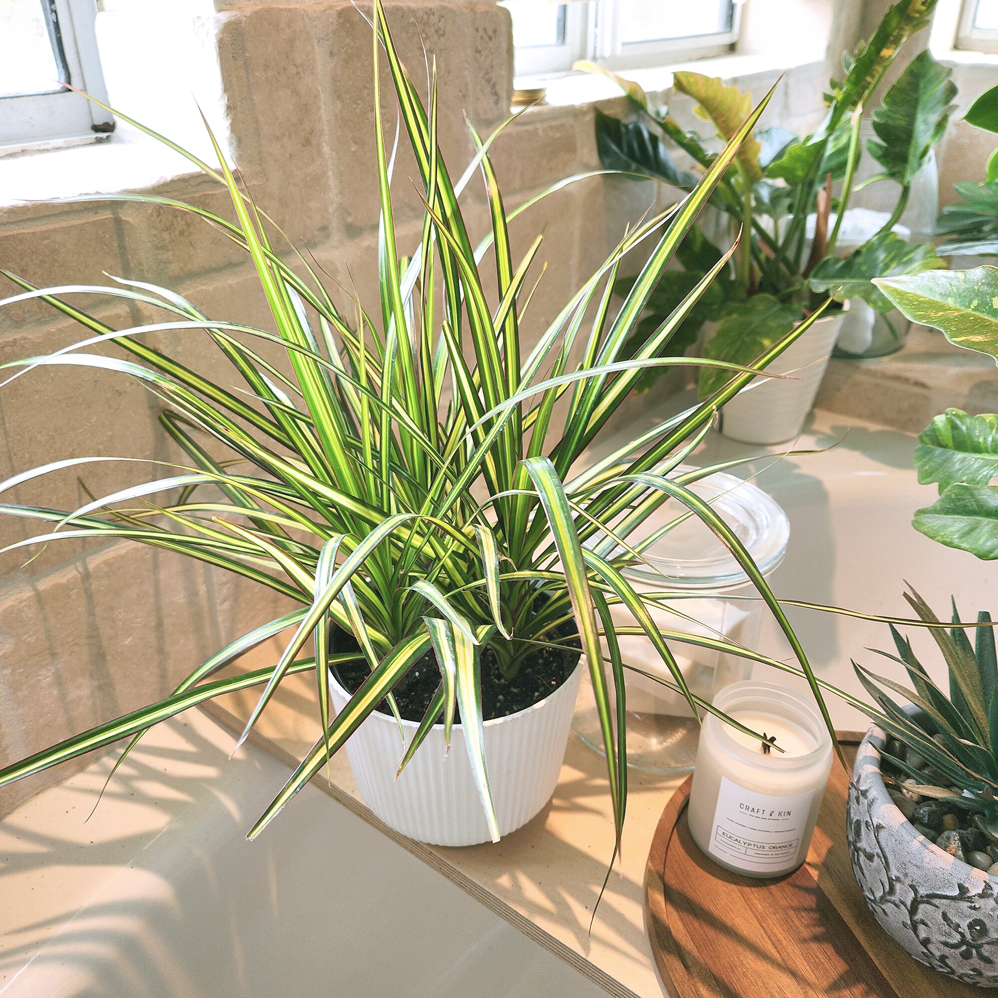 Altman Plants 0873369 hseplants - View #10