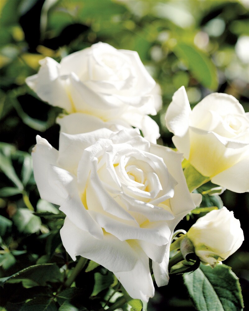 Hybrid Tea Roses — Sunnyside Nursery