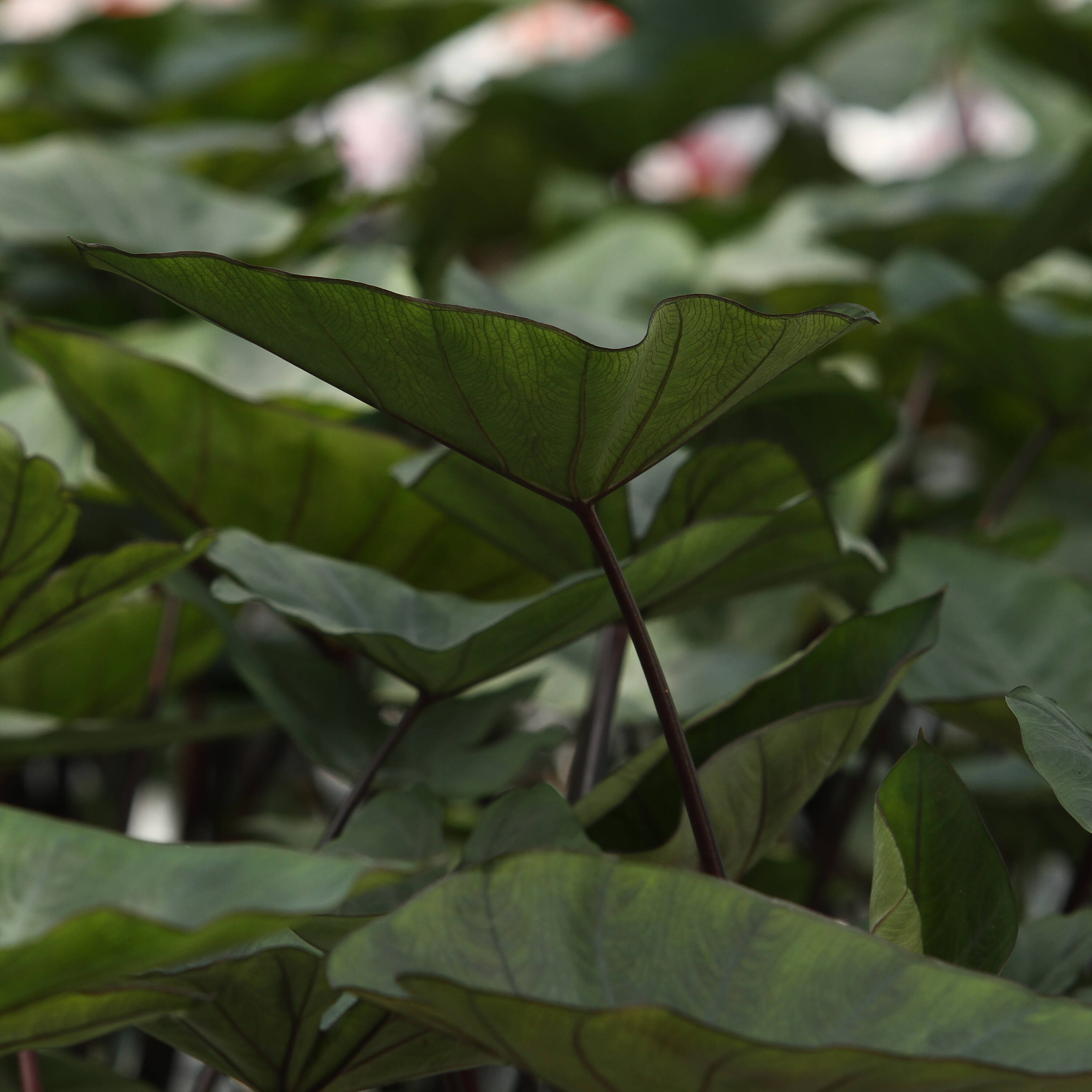 Proven Winners CLCPRW1037100 'Coffee Cups' Elephant's Ear (Colocasia) in 1-Gallon Pot - Green Foliage, 60-in Tall, Zone 8-11
