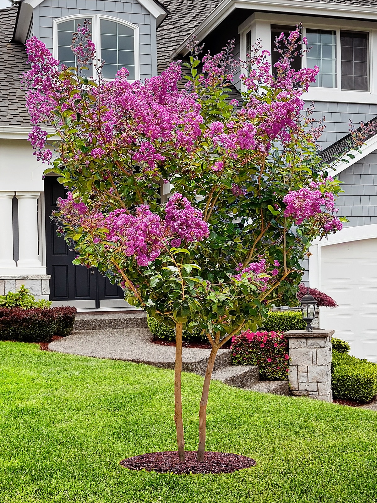 Southern Living CRMMSA07G trees - View #3