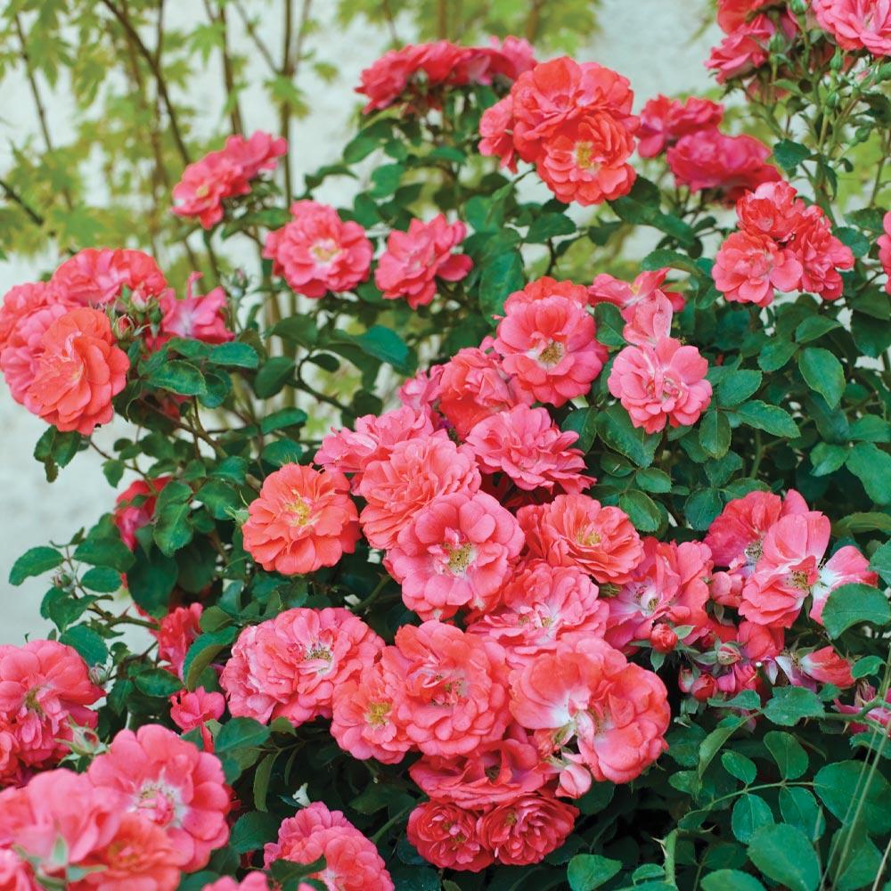 Brighter Blooms Coral Drift- Rose (1 gal.) at Lowes.com