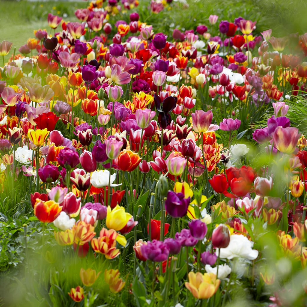 Van Zyverden 88014 Multicolor Tulips Economy Medley Of Varieties Bulbs 7 Count
