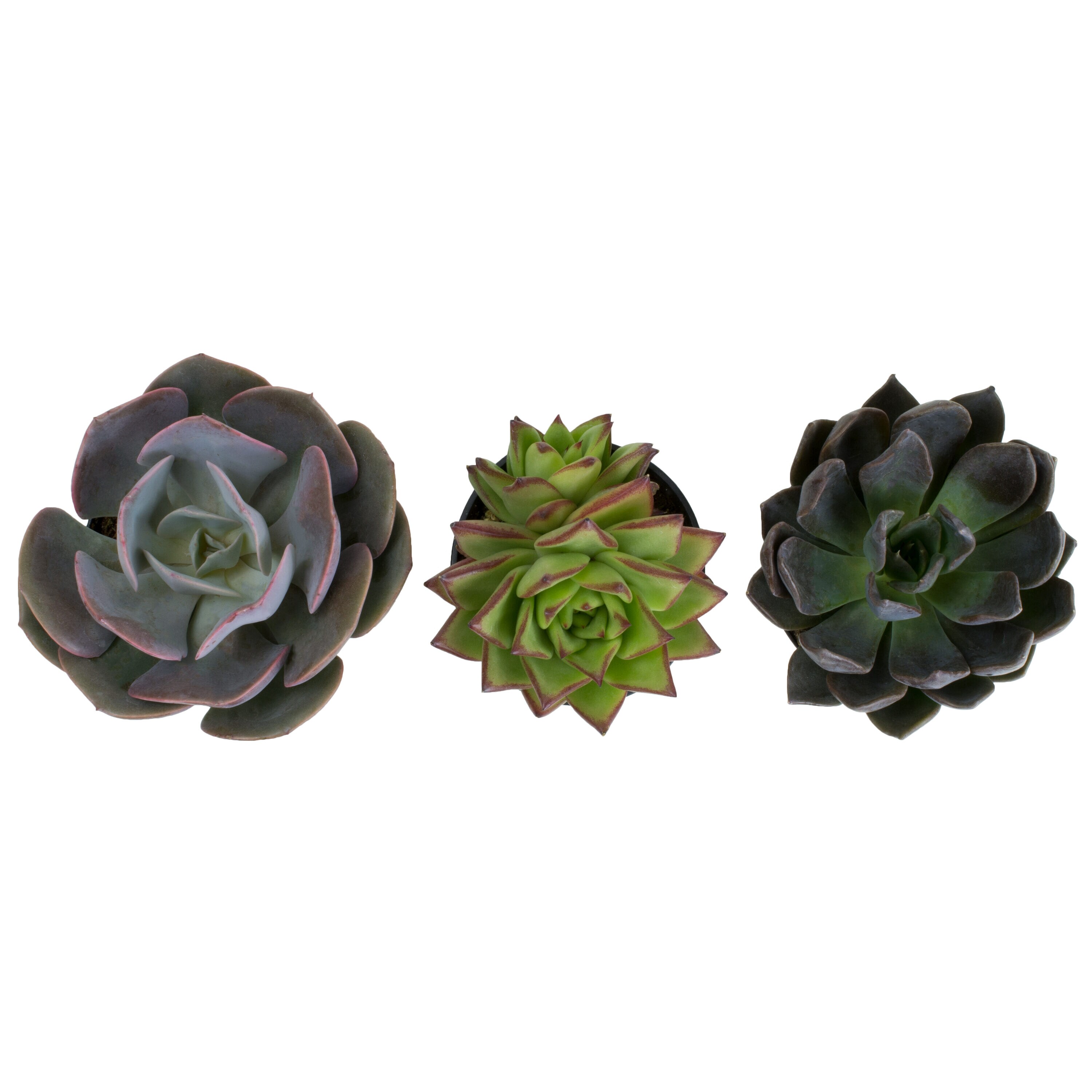 Altman Plants 0881005 Cacti-Succulents - View #3