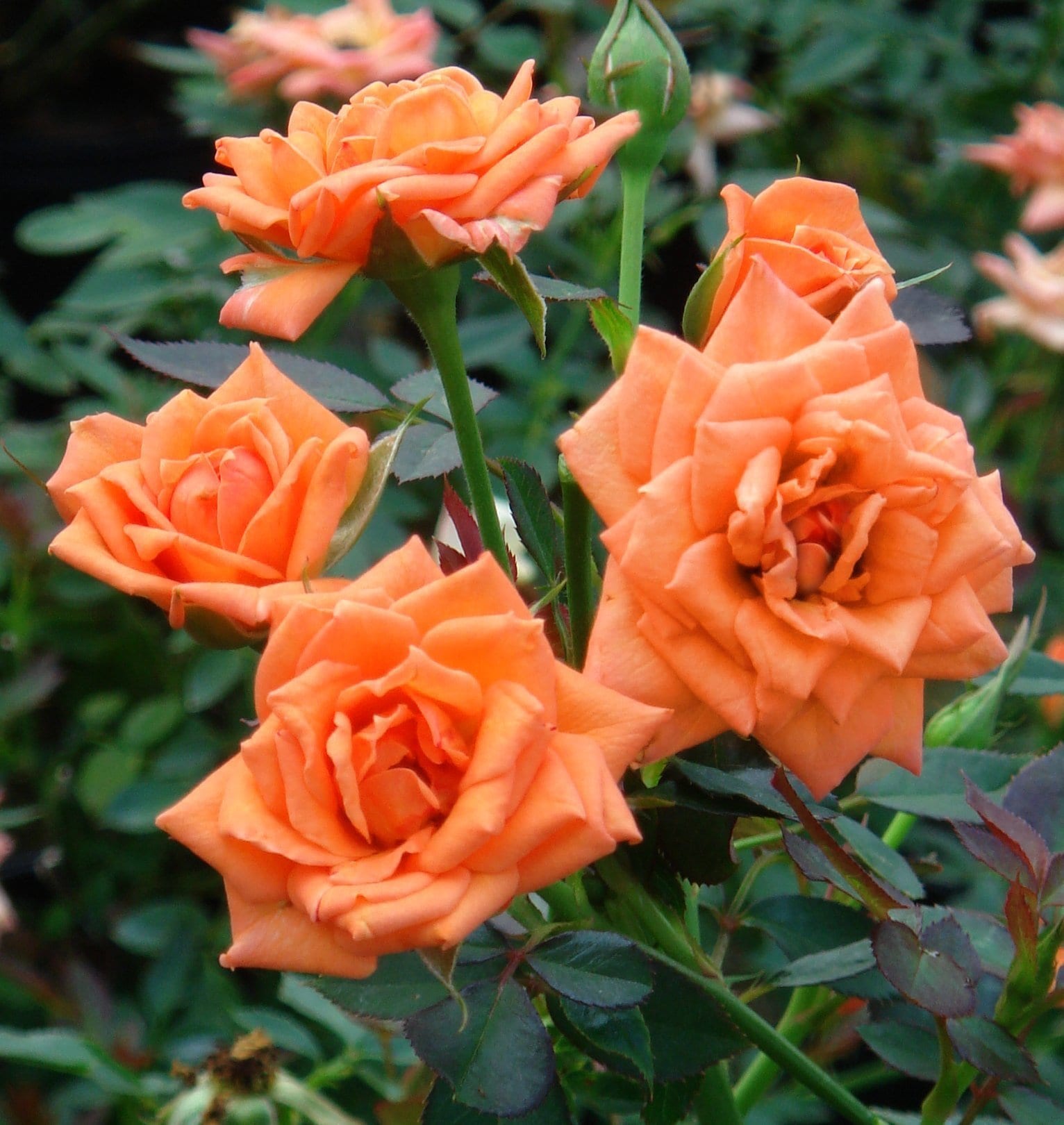 National Plant Network LW1595 roses - View #2