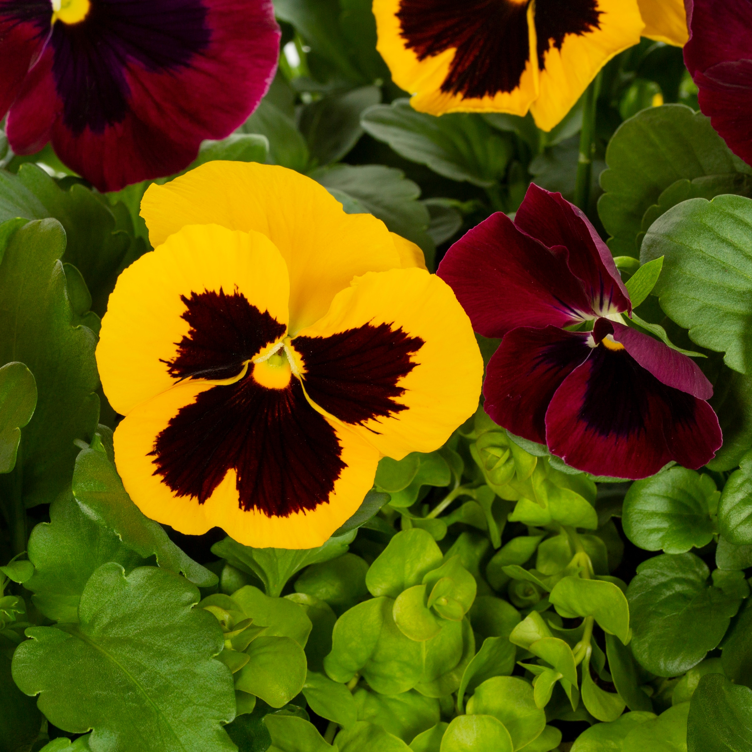 Ready Refill NURSERY annuals - View #2