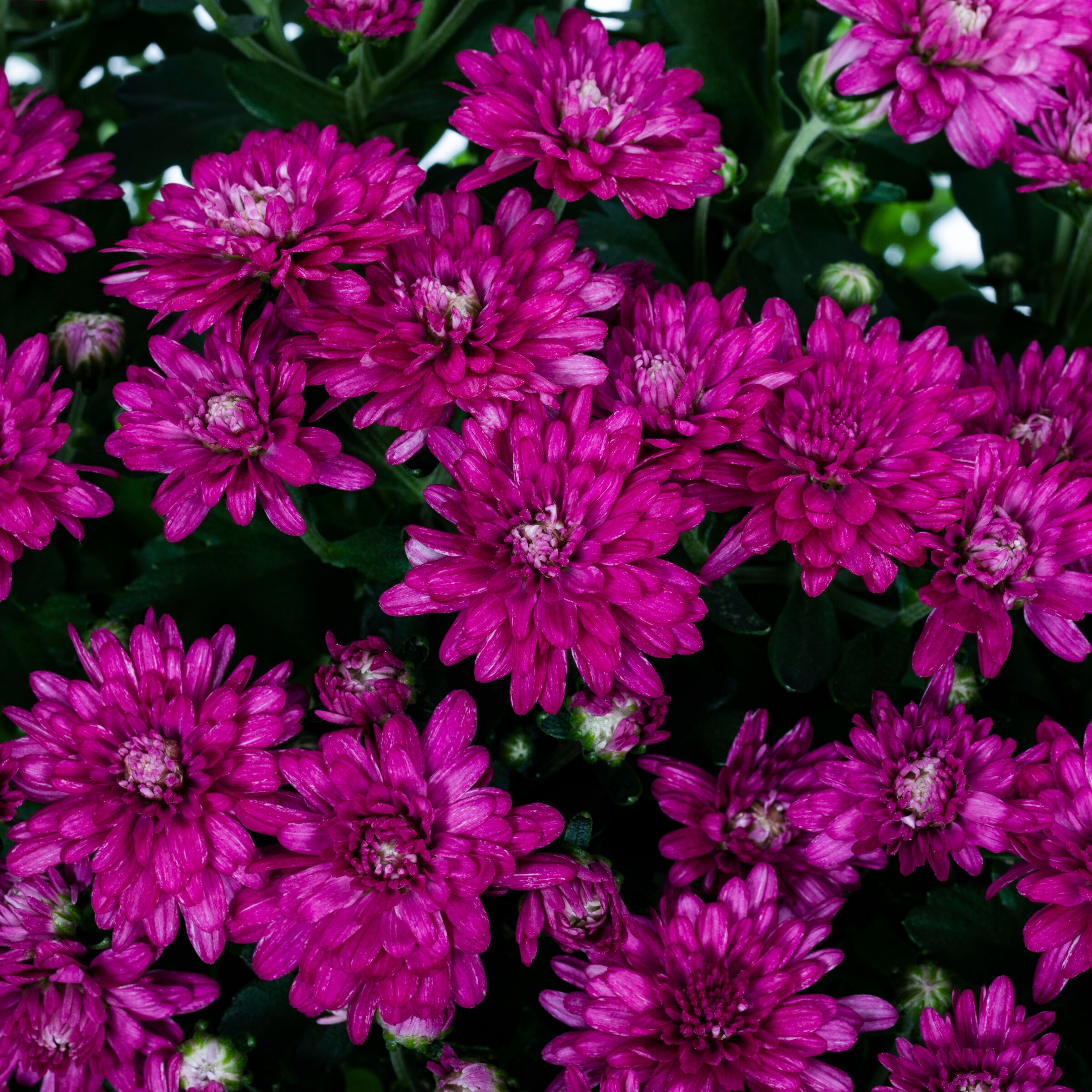 Lowe's NURSERY annuals - View #5