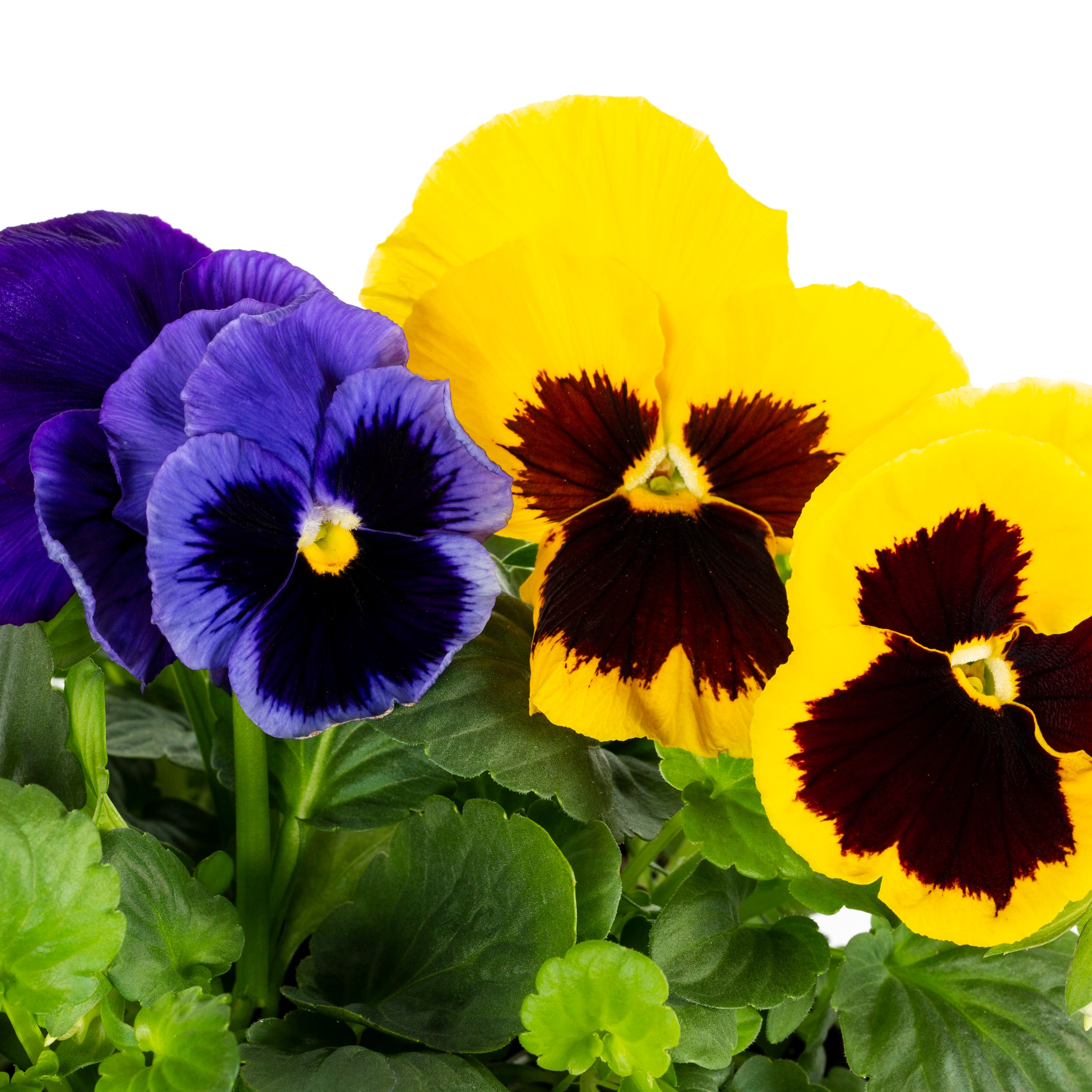 Lowe's NURSERY annuals - View #2