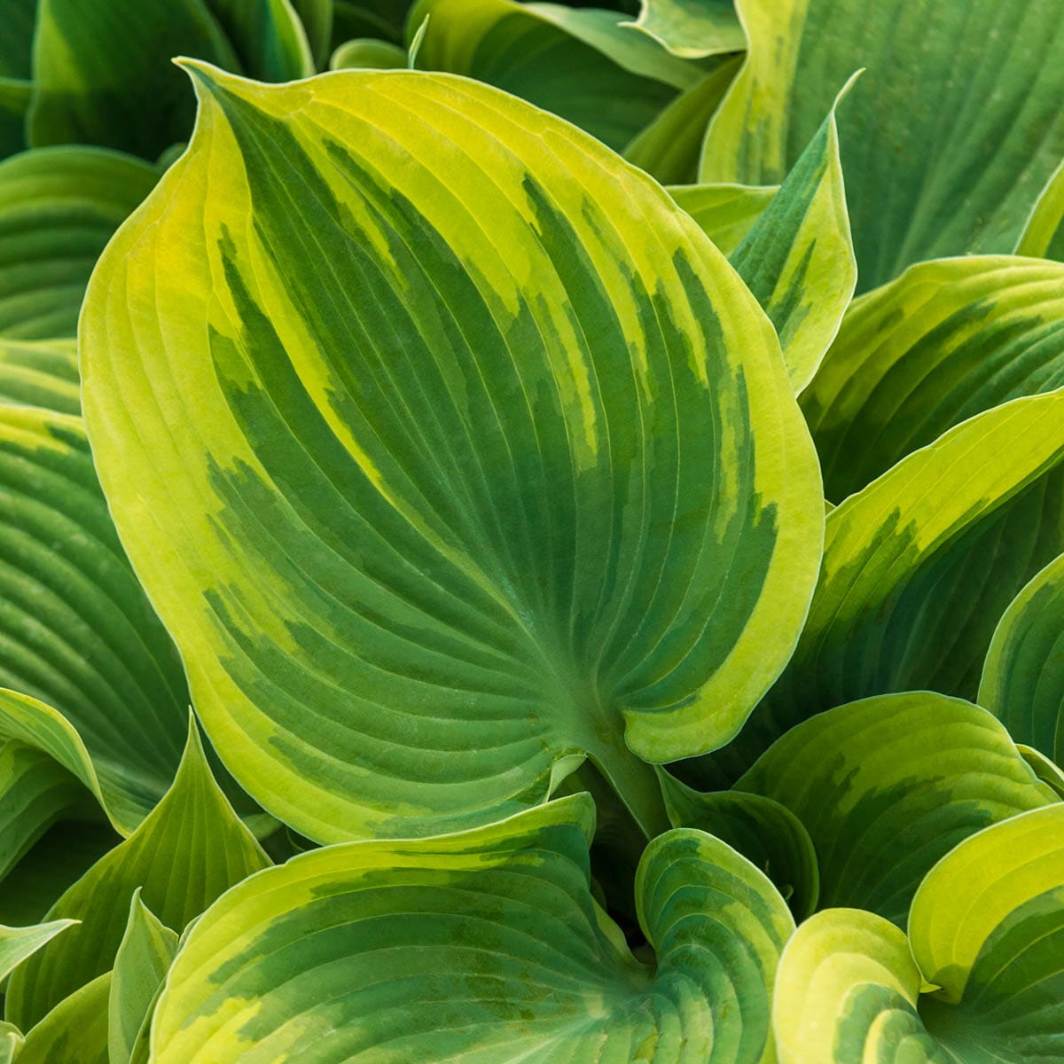 Hosta earth angel plant