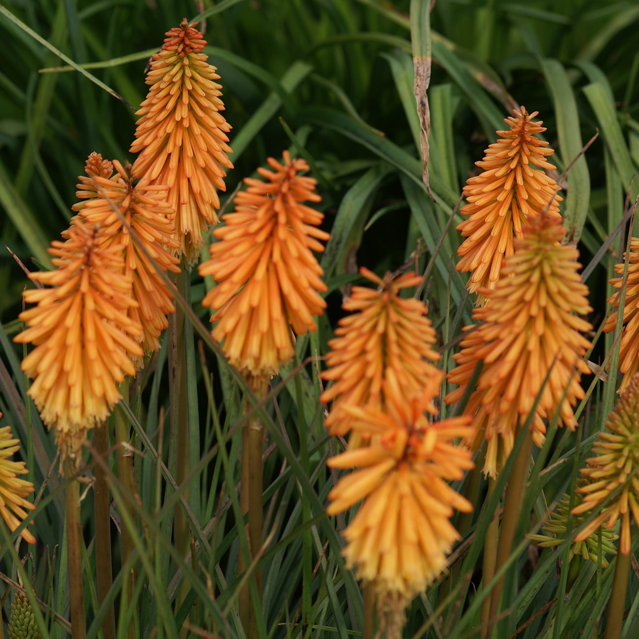 Van Zyverden 88384 Plant-Bulbs - View #5